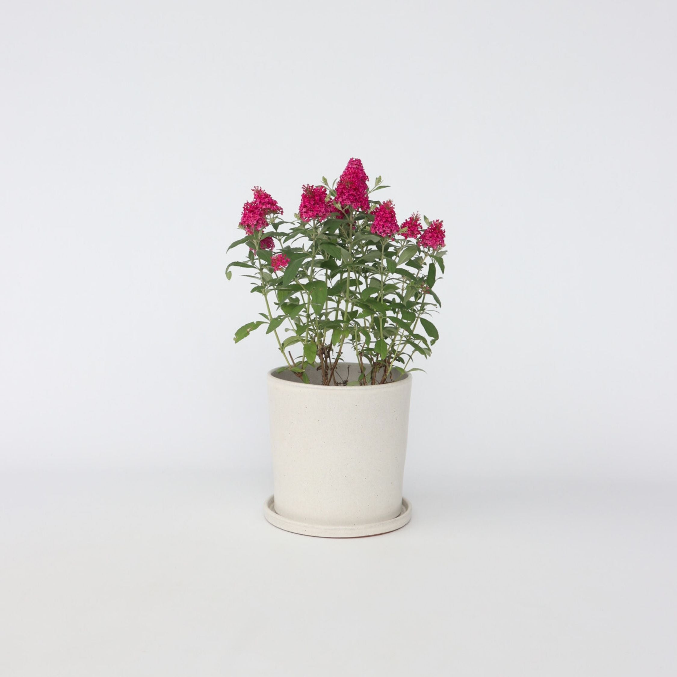 Sommerfuglebusk - Buddleja davidii butterfly Candy