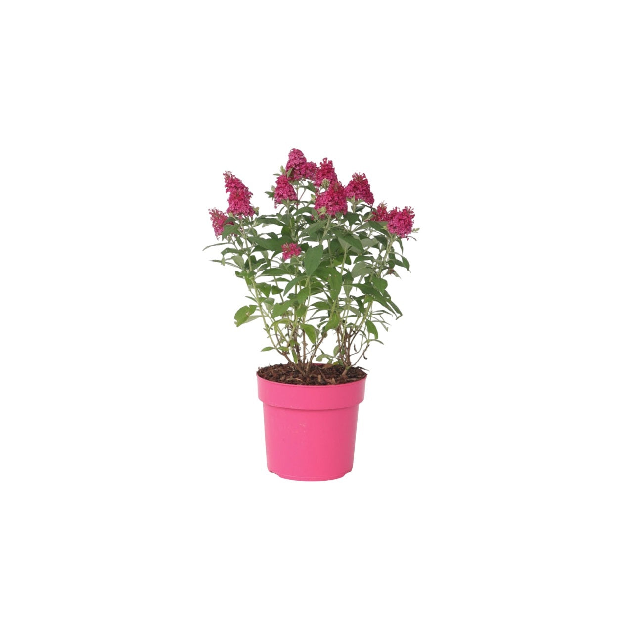 Sommerfuglebusk - Buddleja davidii butterfly Candy