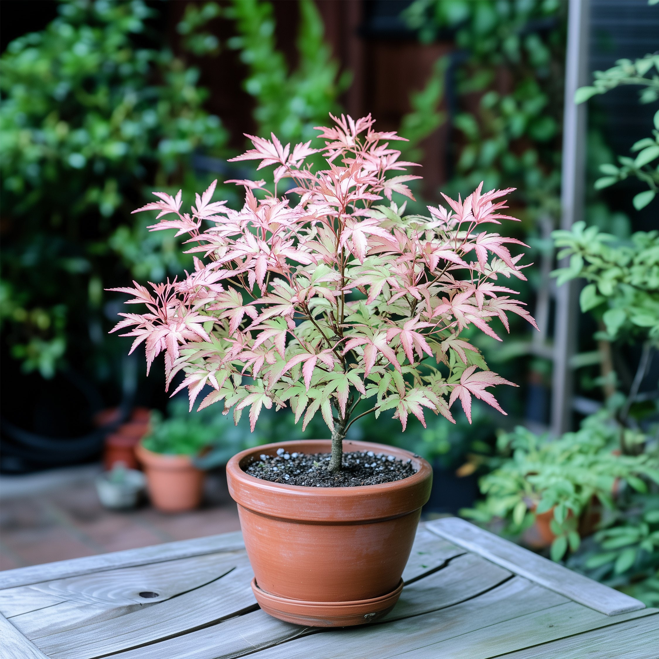 Japansk ahorn - Acer palmatum 'Taylor'
