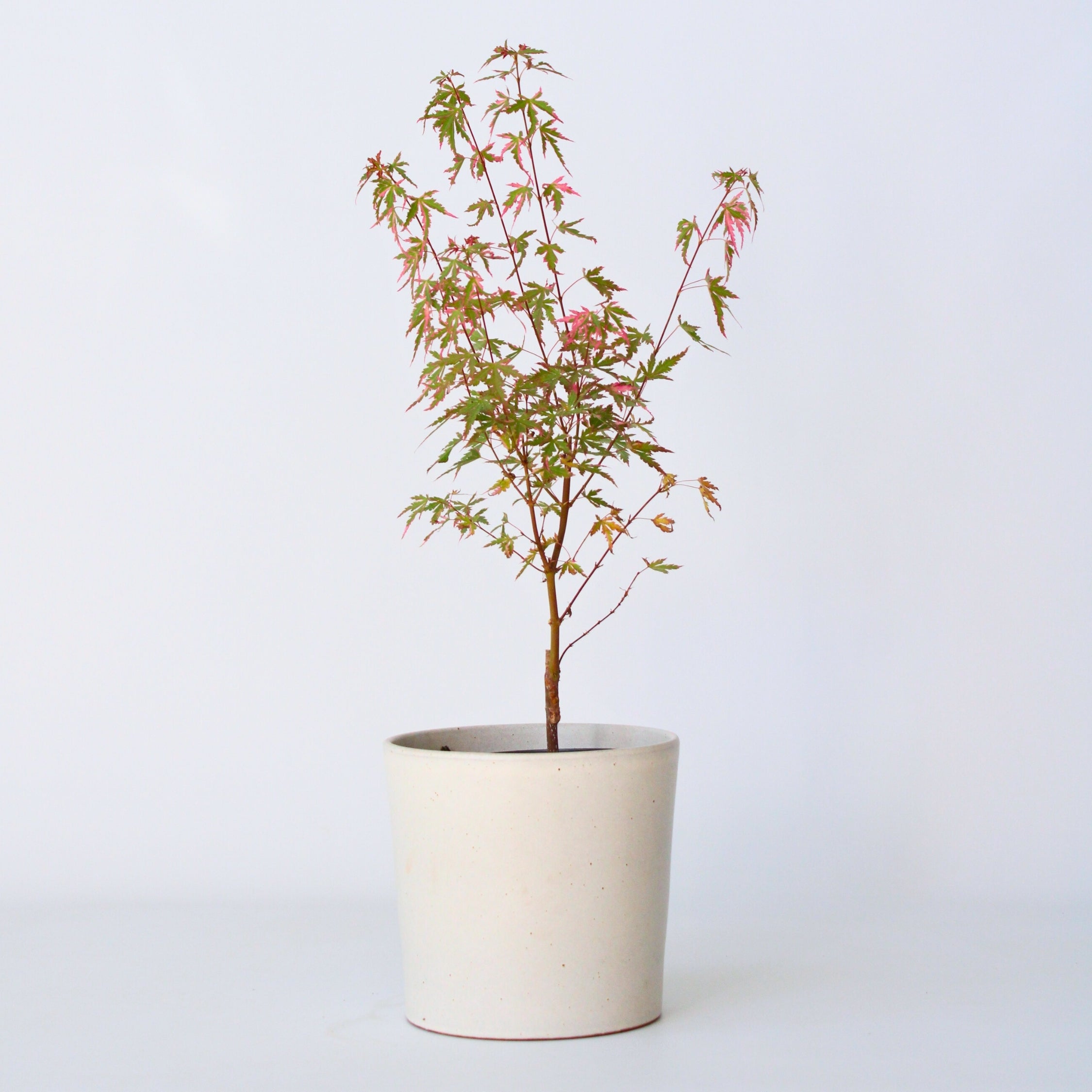 Japansk ahorn - Acer palmatum 'Taylor'