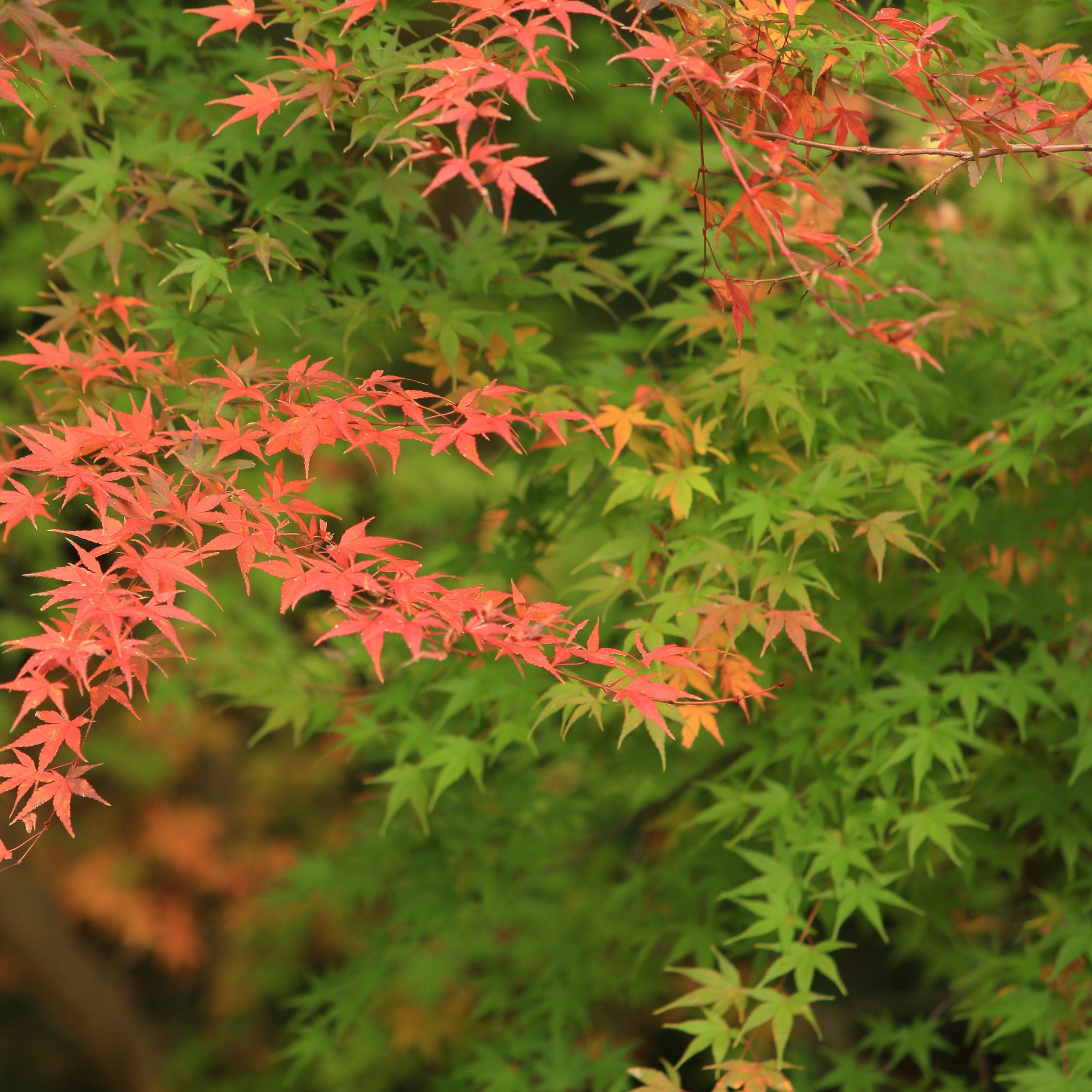 Japansk ahorn - Acer palmatum 'Moonrise'
