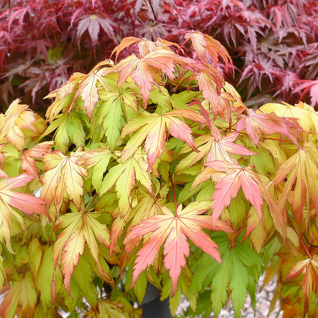 Japansk ahorn - Acer palmatum 'Moonrise'