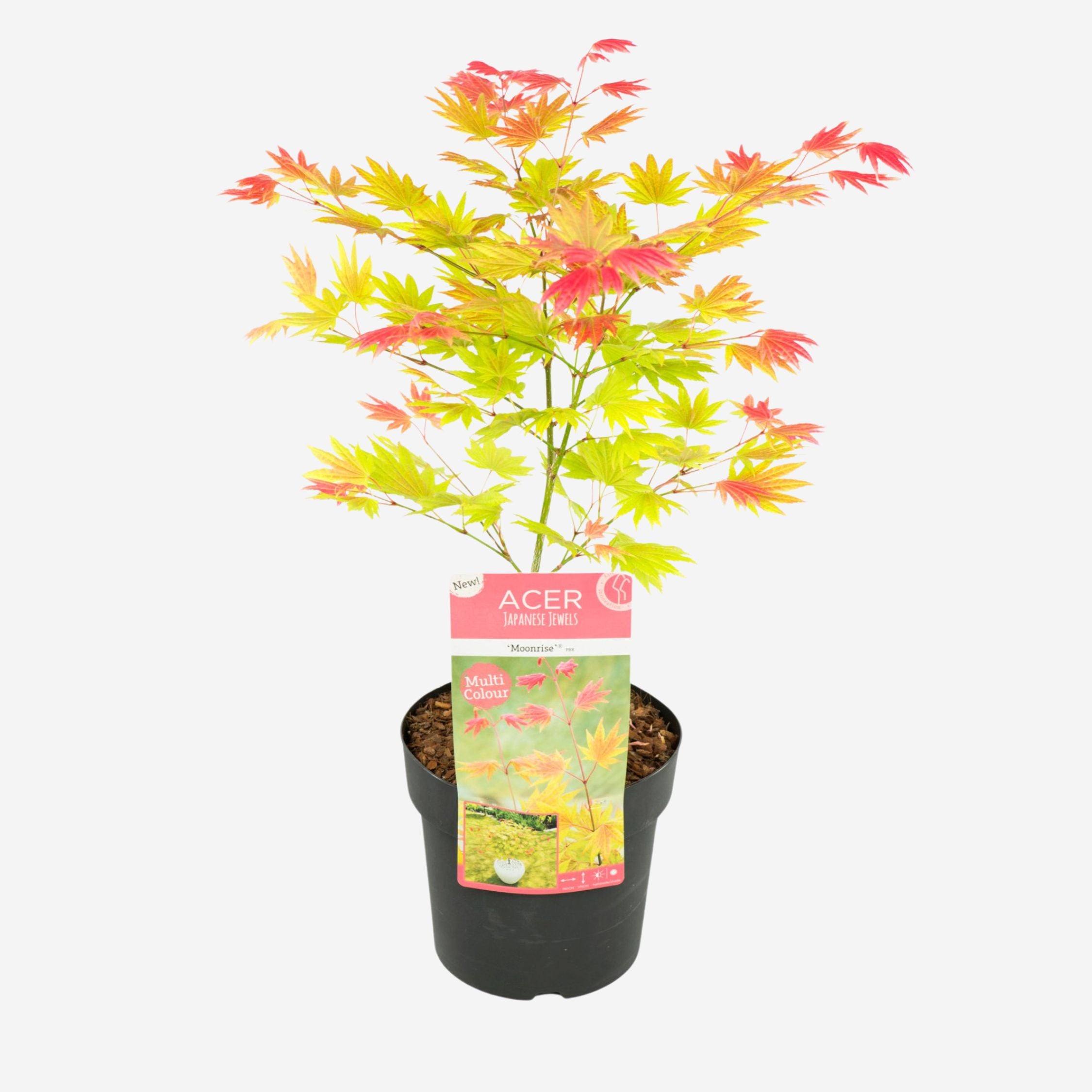 Japansk ahorn - Acer palmatum 'Moonrise'