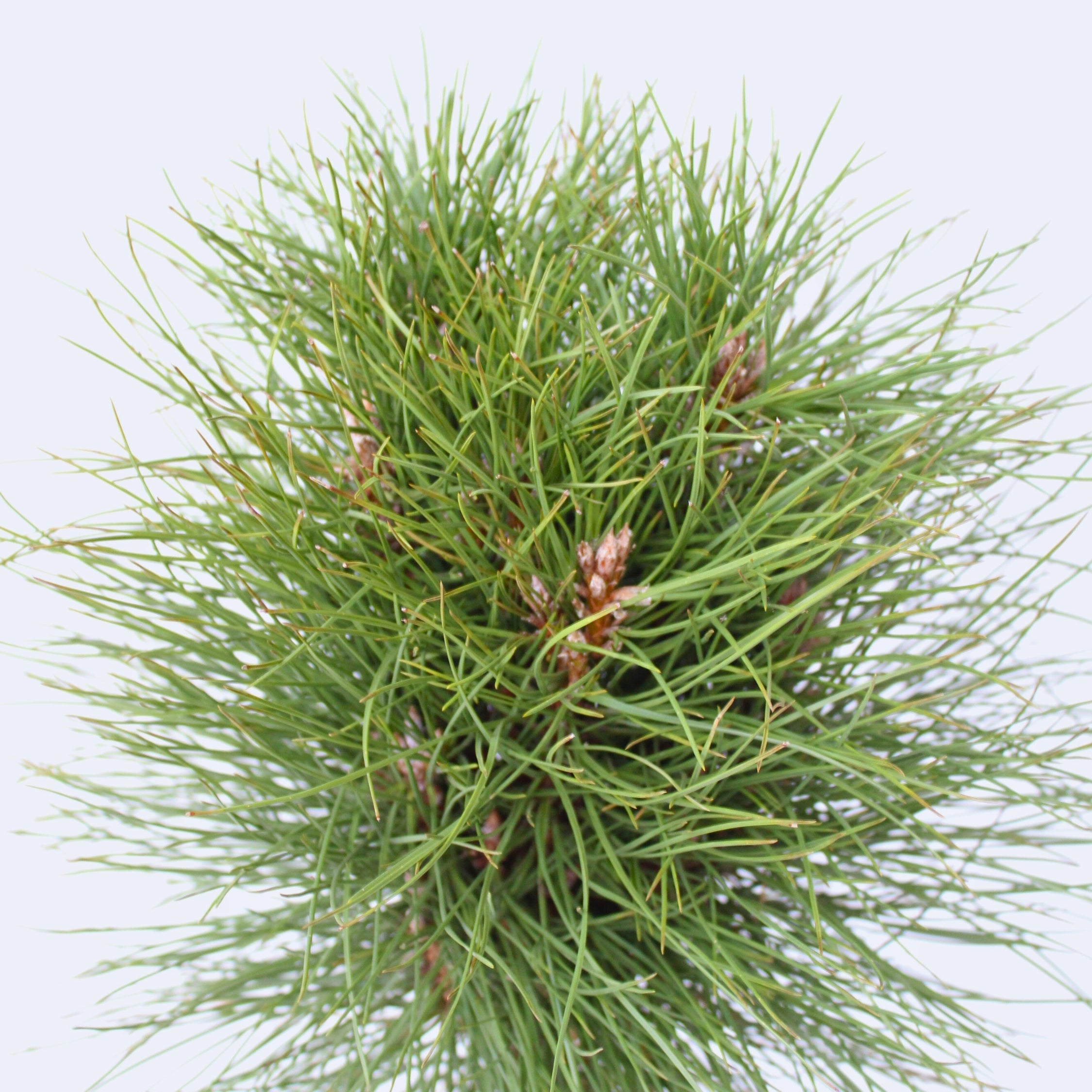 Østrigsk fyr - Pinus 'Summer Breeze'