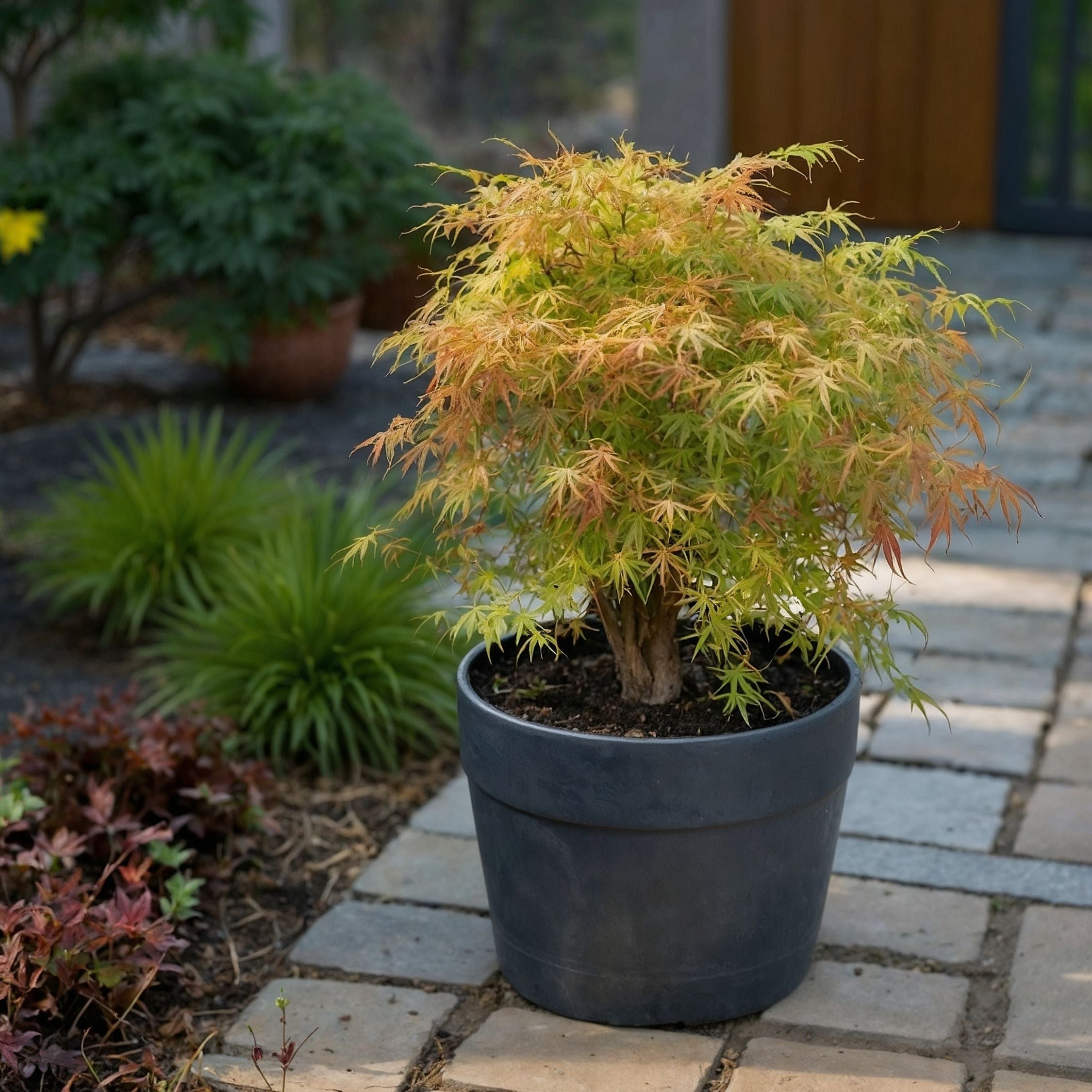 Japansk ahorn - Acer palmatum 'Katsura'