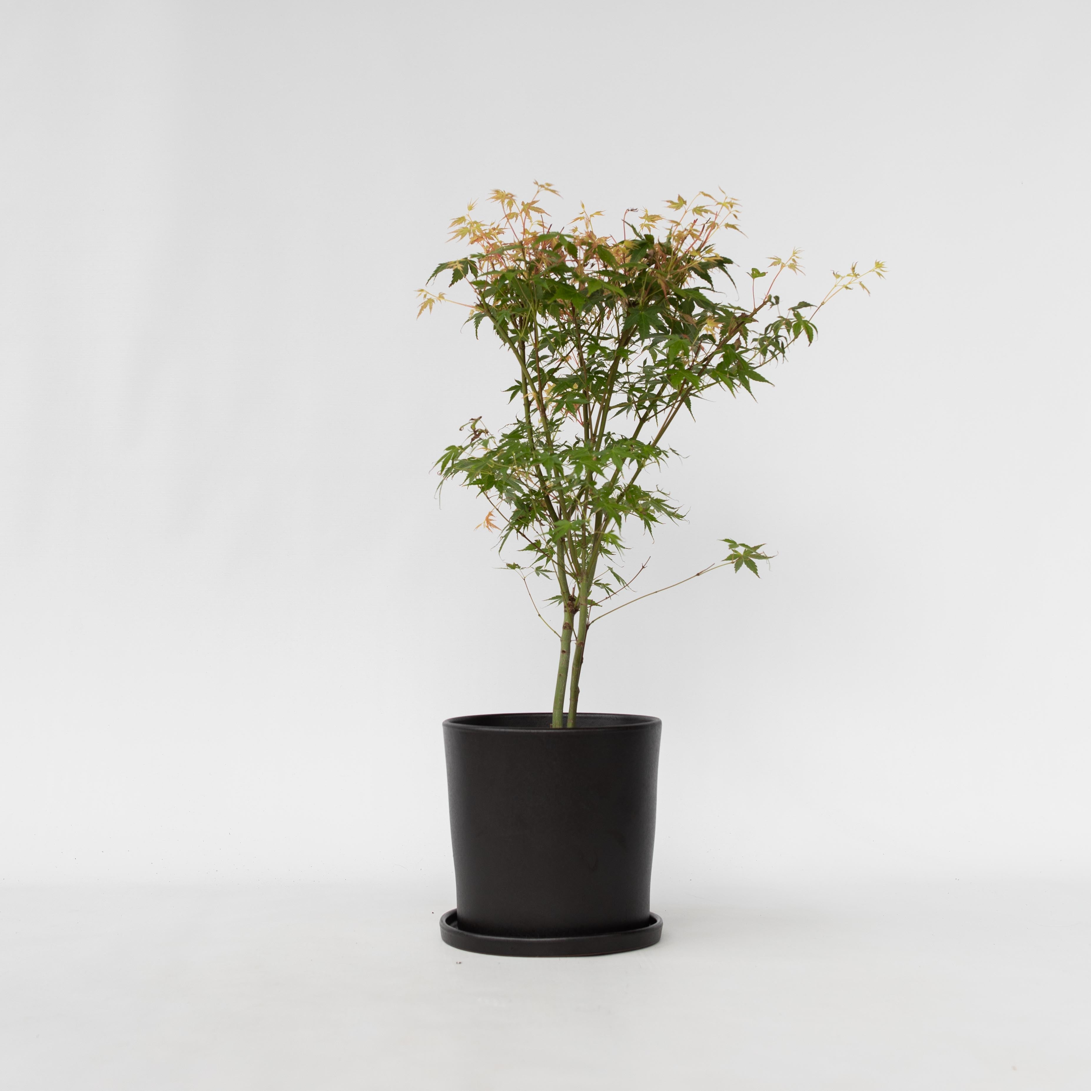 Japansk ahorn - Acer palmatum 'Katsura'