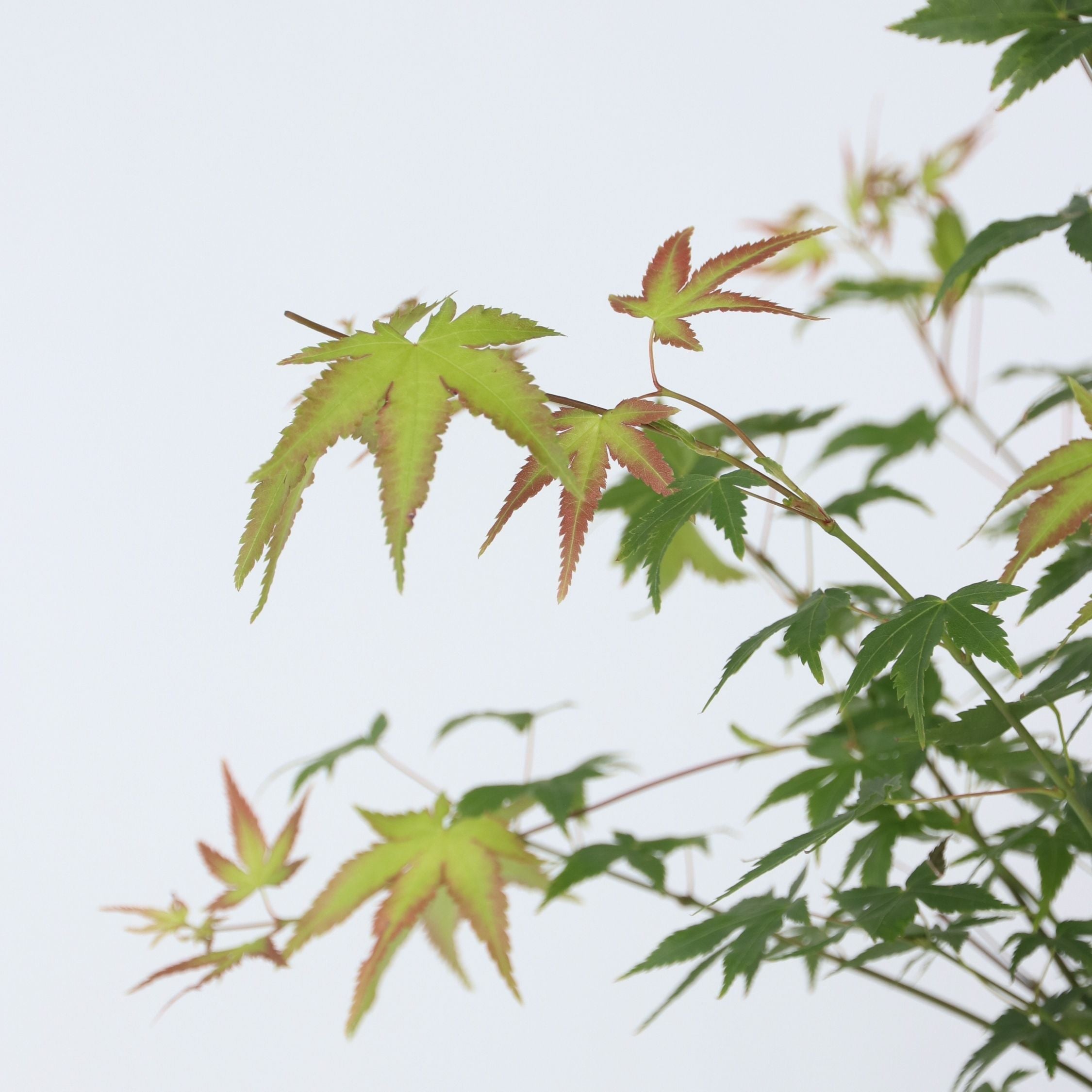 Japansk ahorn - Acer palmatum 'Little Princess'