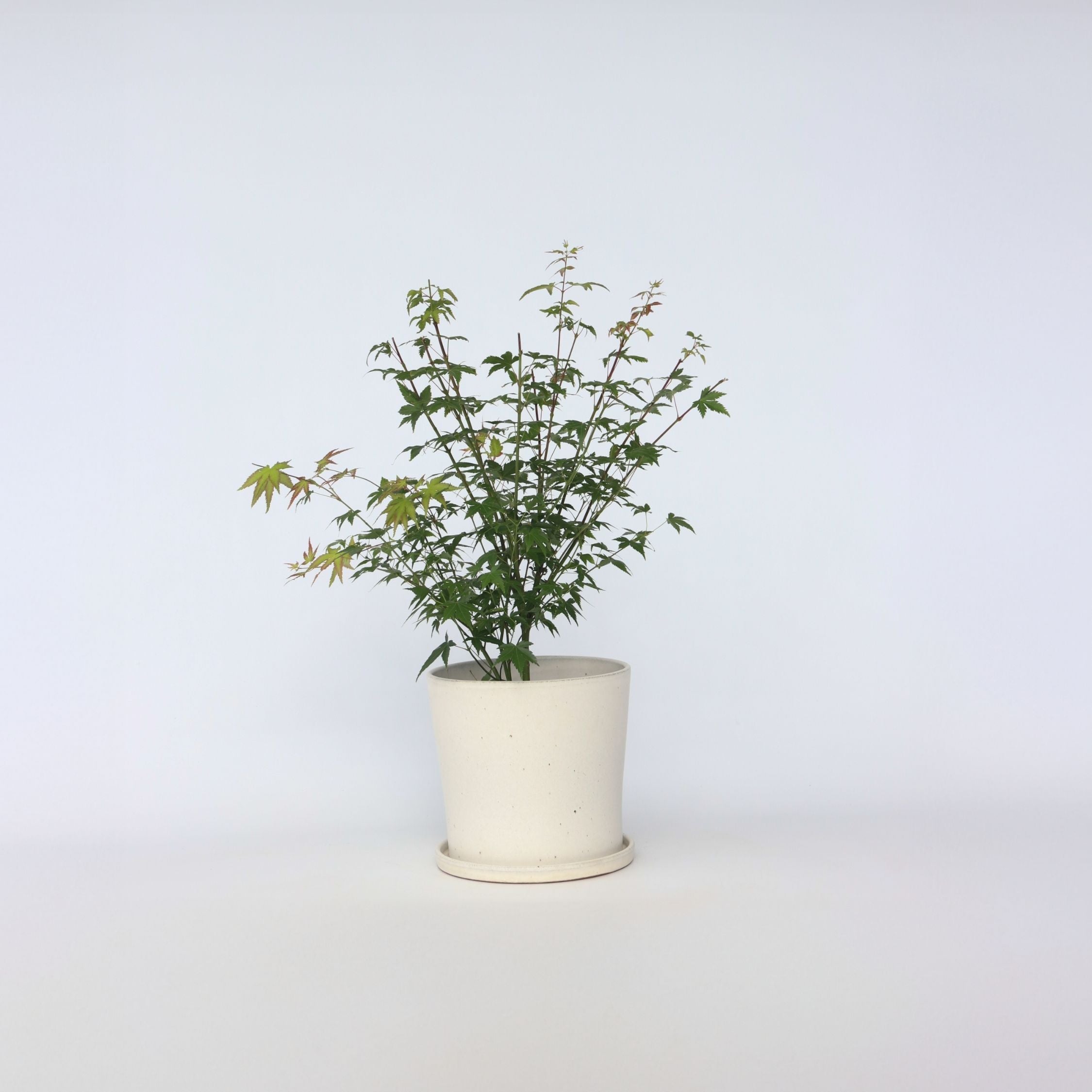 Japansk ahorn - Acer palmatum 'Little Princess'