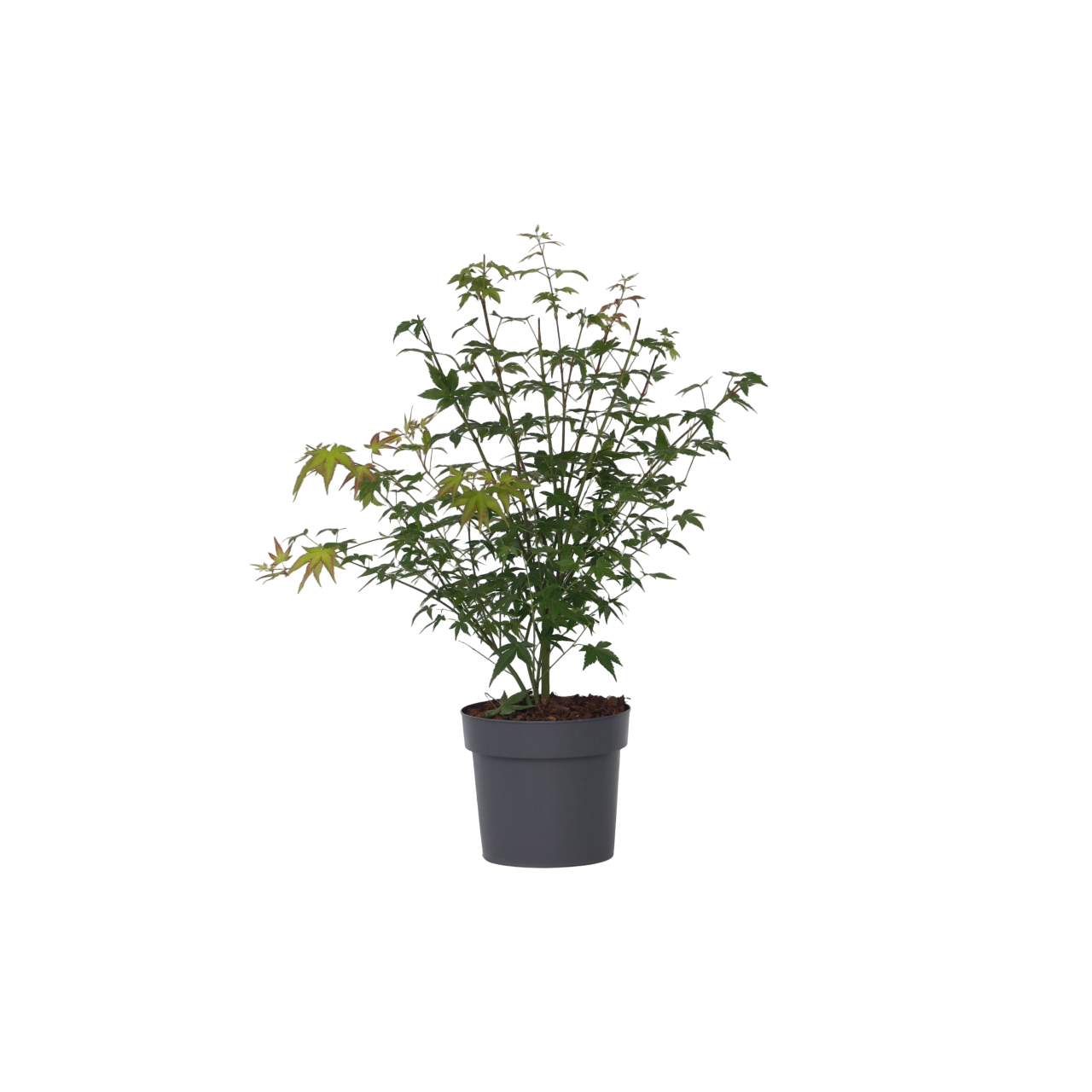 Japansk ahorn - Acer palmatum 'Little Princess'