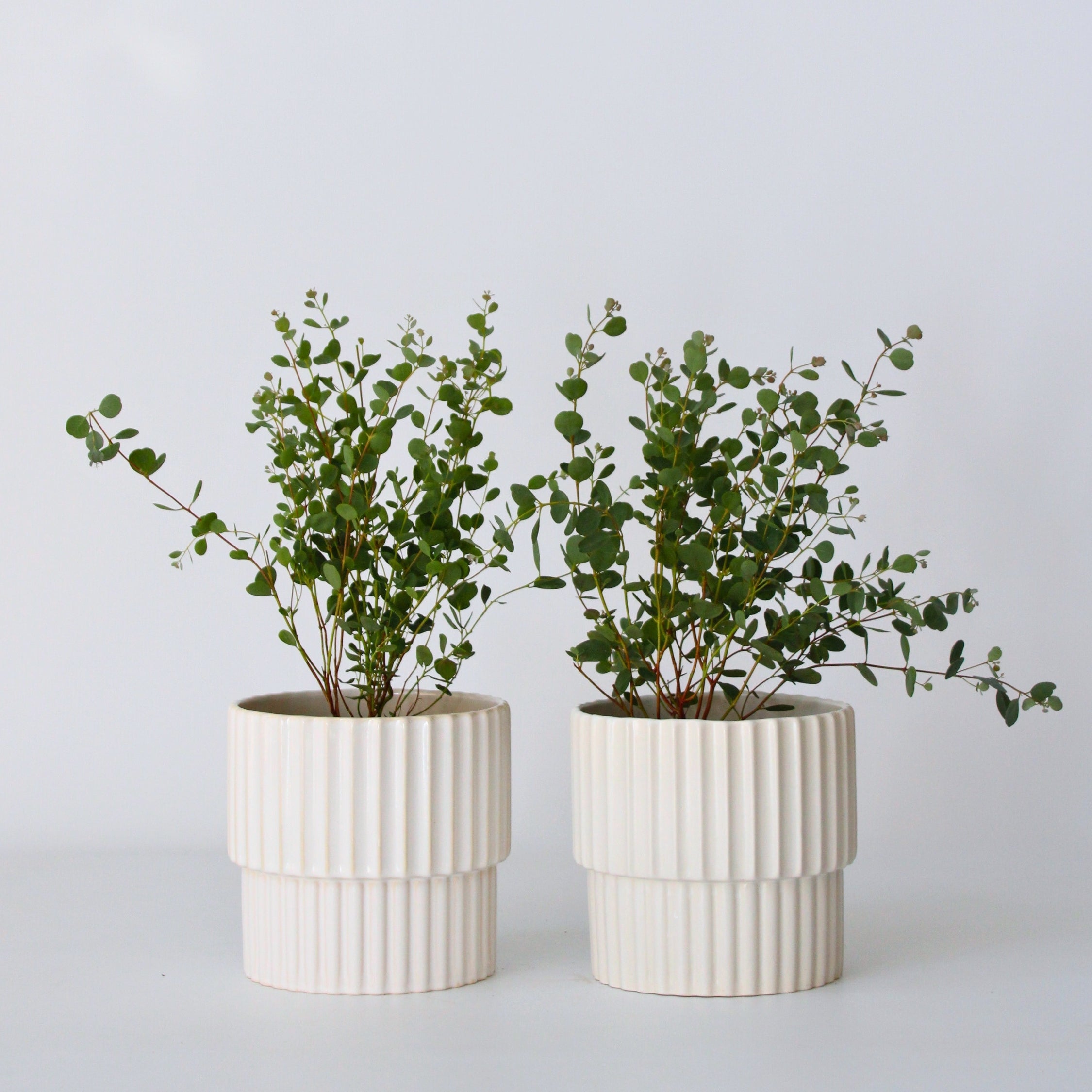 Eukalyptus - Sæt med 2 - Eucalyptus 'Botanic Hearts'