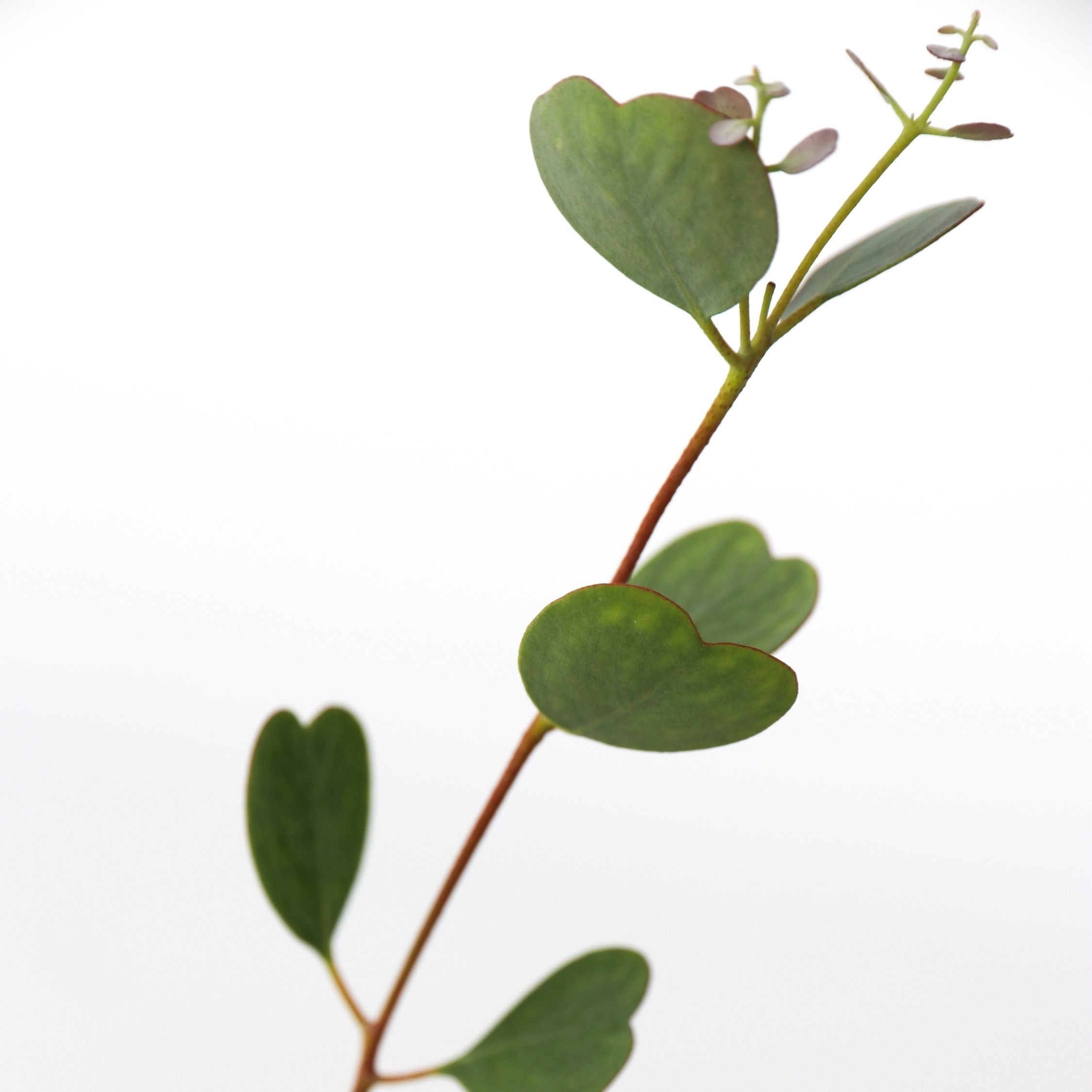 Eukalyptus - Eucalyptus websteriana 'Botanic Hearts'