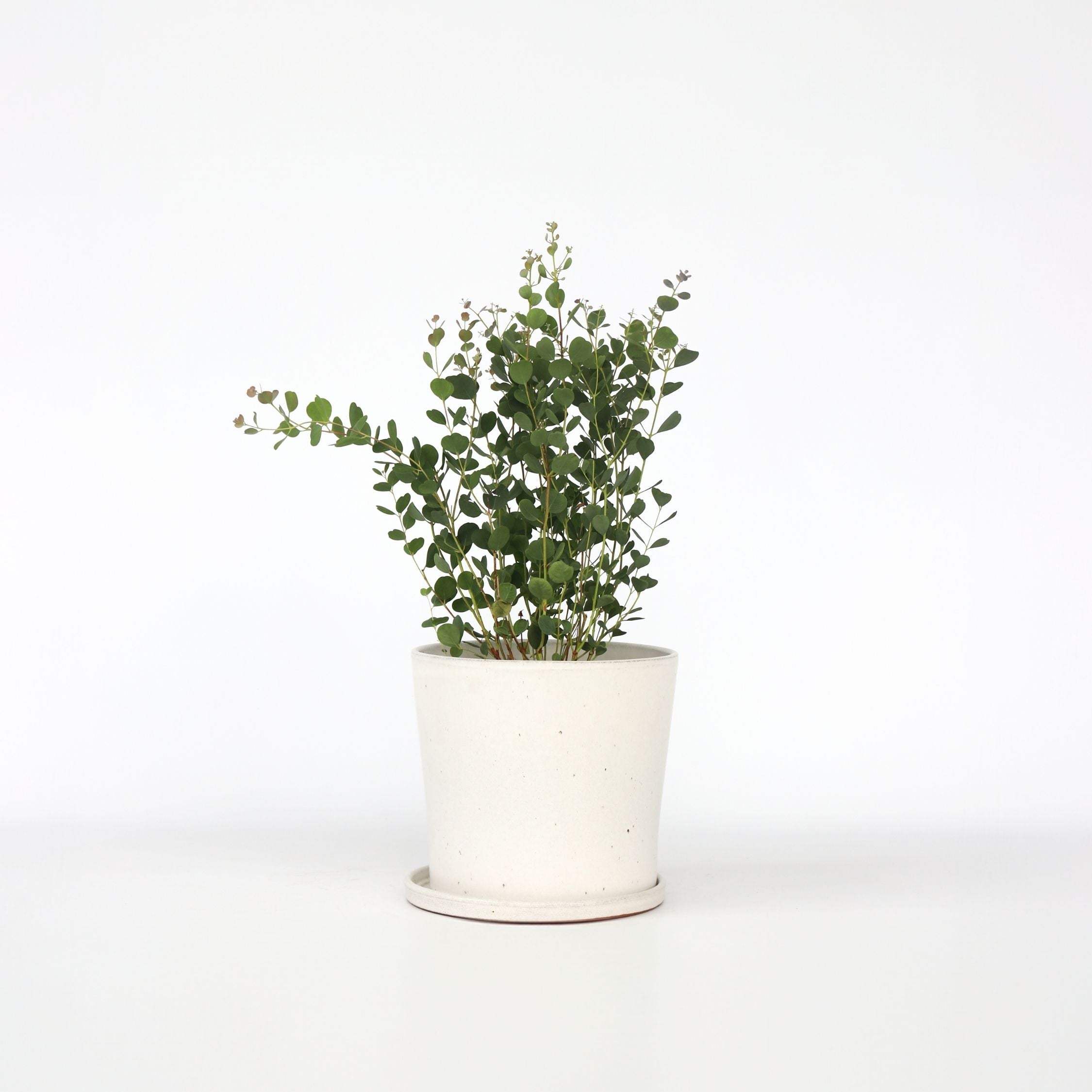 Eukalyptus - Eucalyptus websteriana 'Botanic Hearts'