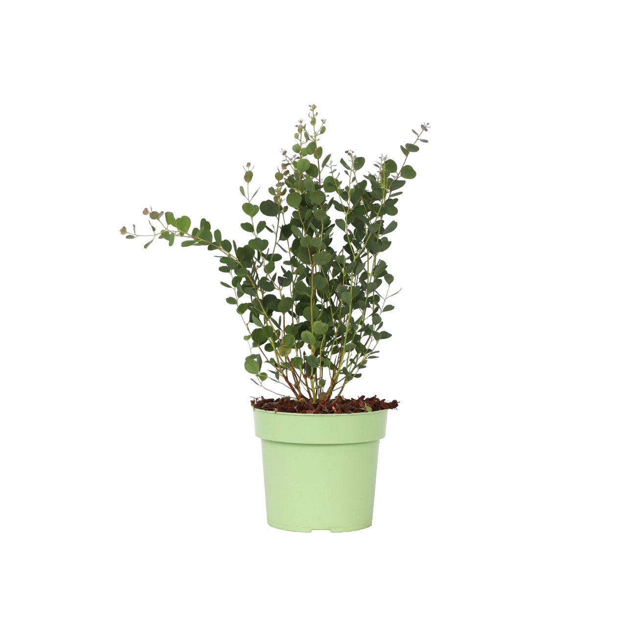 Eukalyptus - Eucalyptus websteriana 'Botanic Hearts'