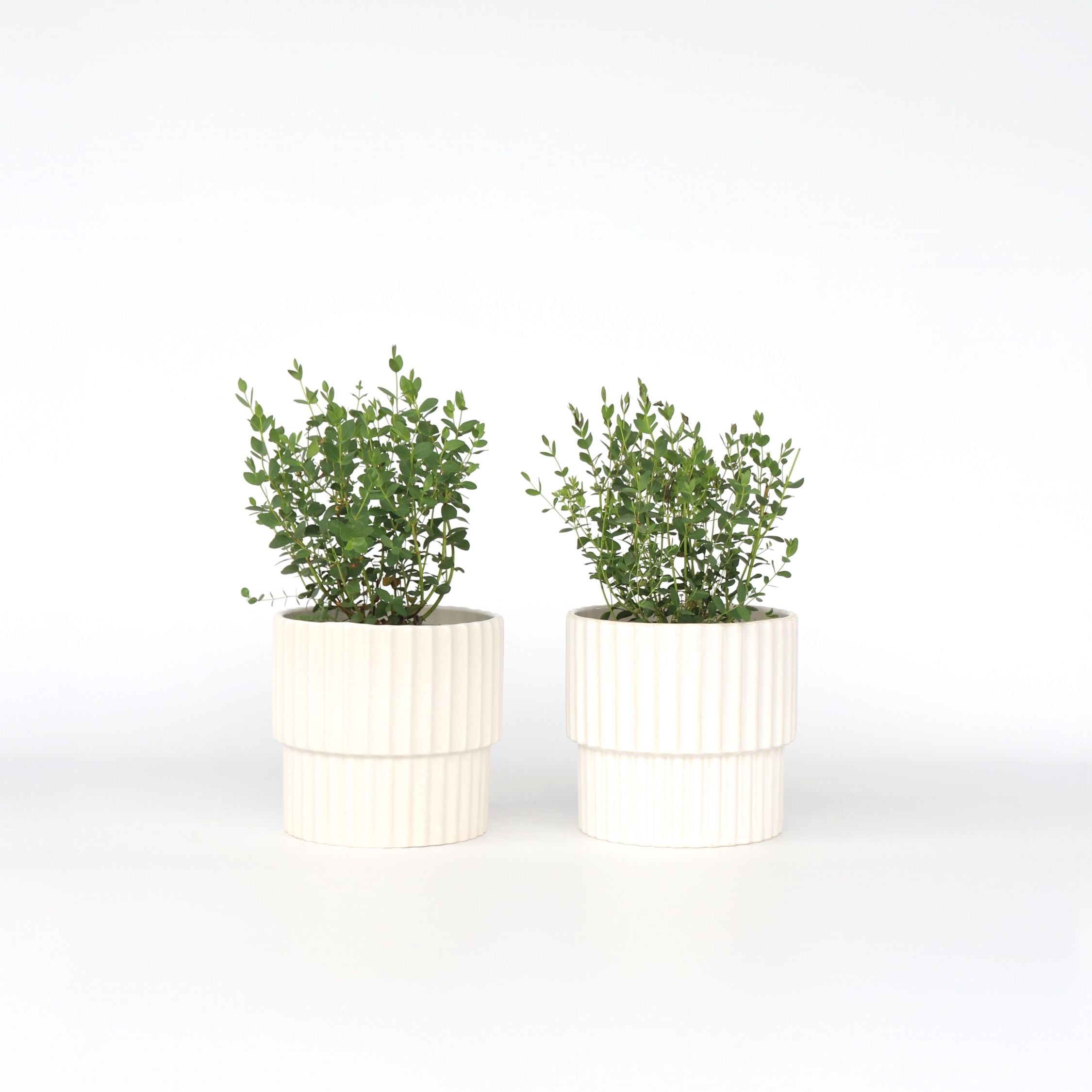 Eukalyptus - Sæt med 2 - Eucalyptus parvifolia 'Oliva'