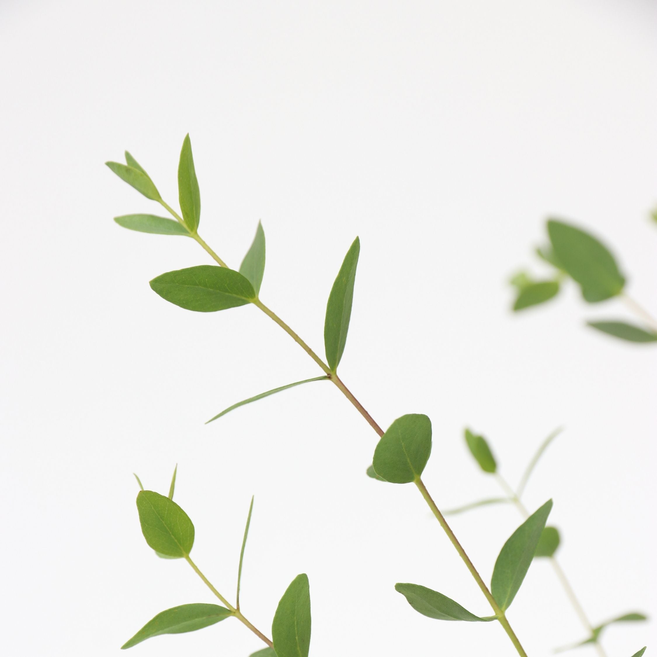 Eukalyptus - Eucalyptus parvifolia 'Oliva'