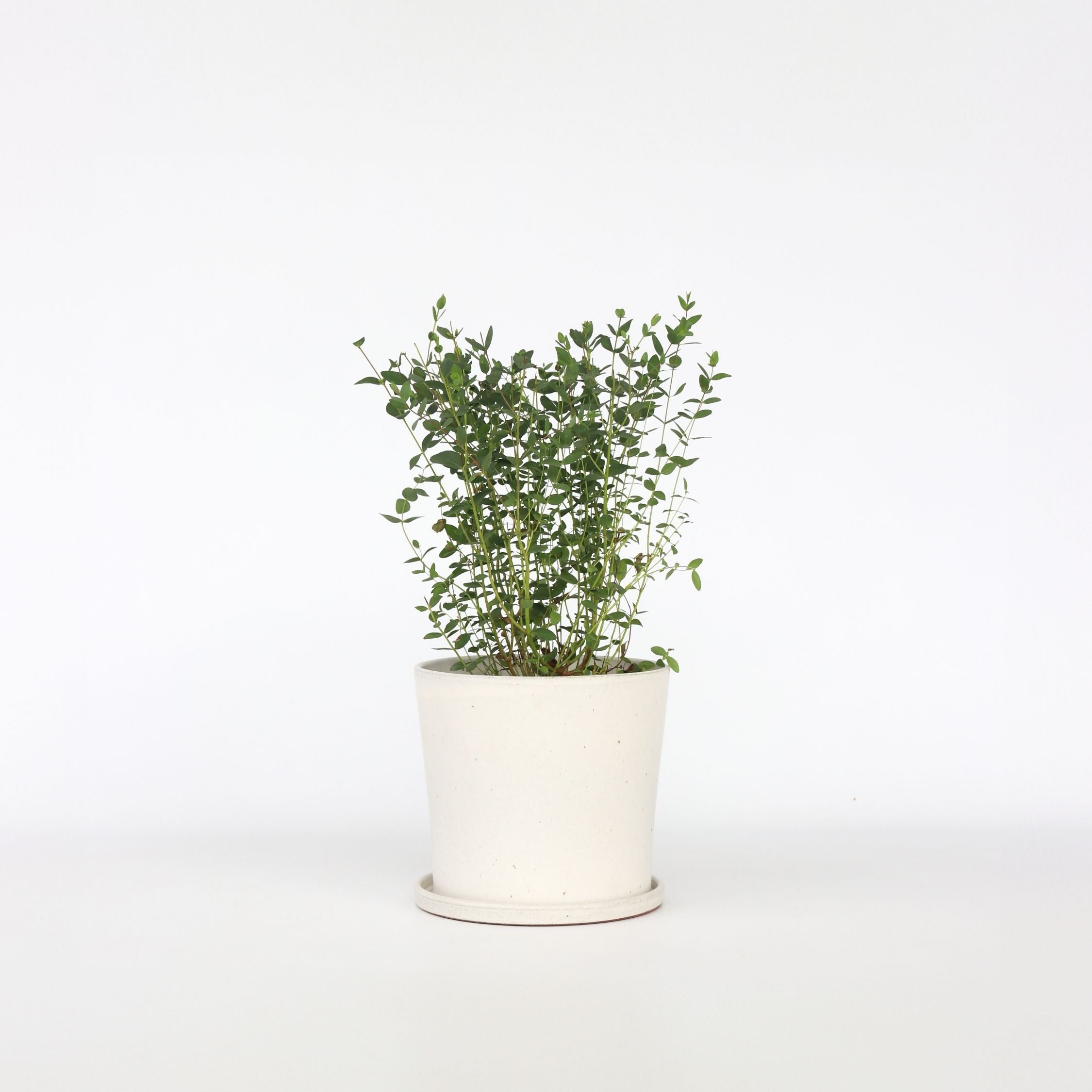 Eukalyptus - Eucalyptus parvifolia 'Oliva'