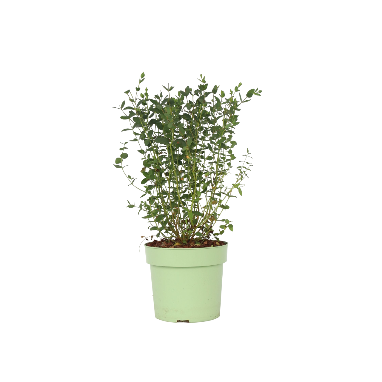 Eukalyptus - Eucalyptus parvifolia 'Oliva'