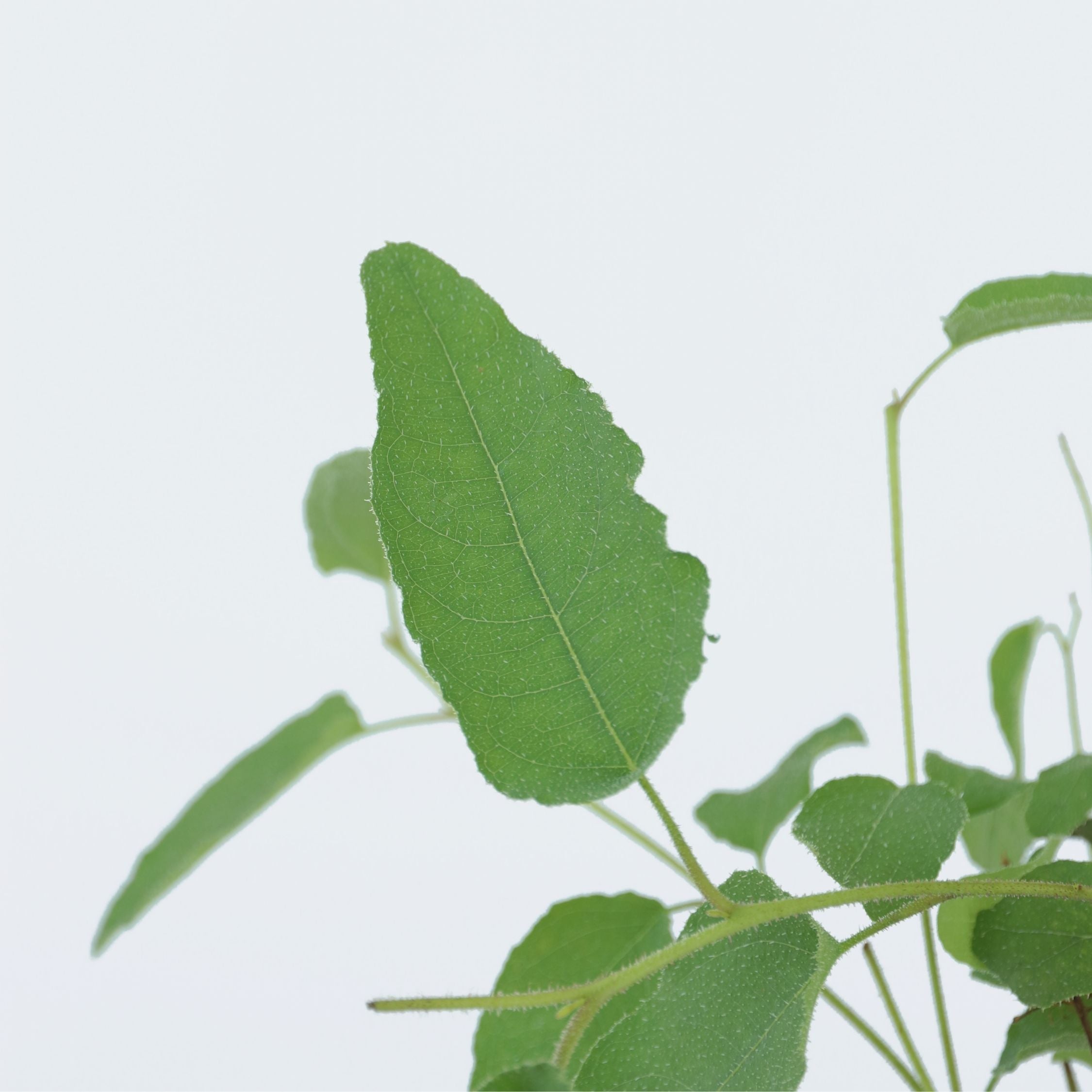 Eukalyptus - Sæt med 2 - Eucalyptus 'Citriodora'