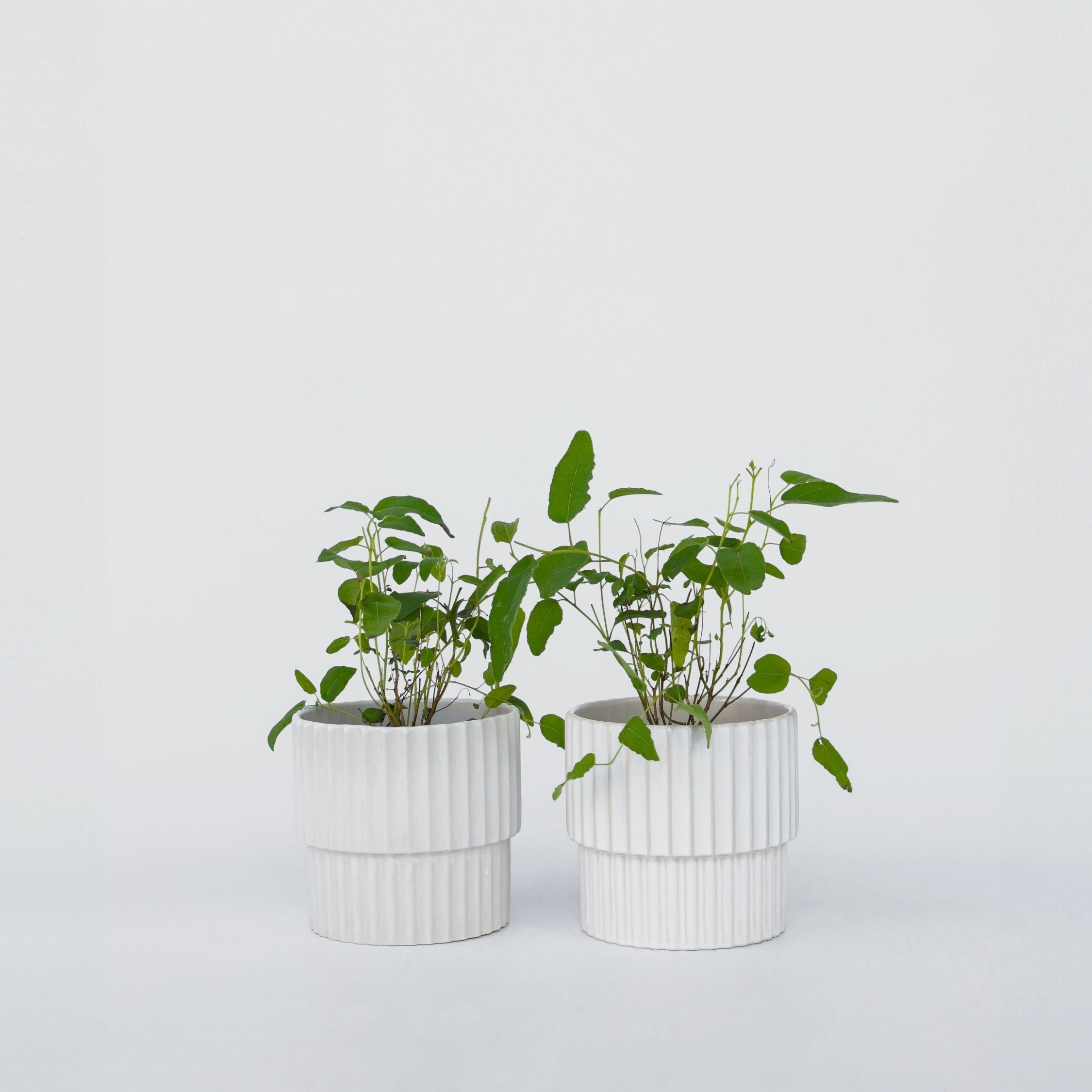 Eukalyptus - Sæt med 2 - Eucalyptus 'Citriodora'