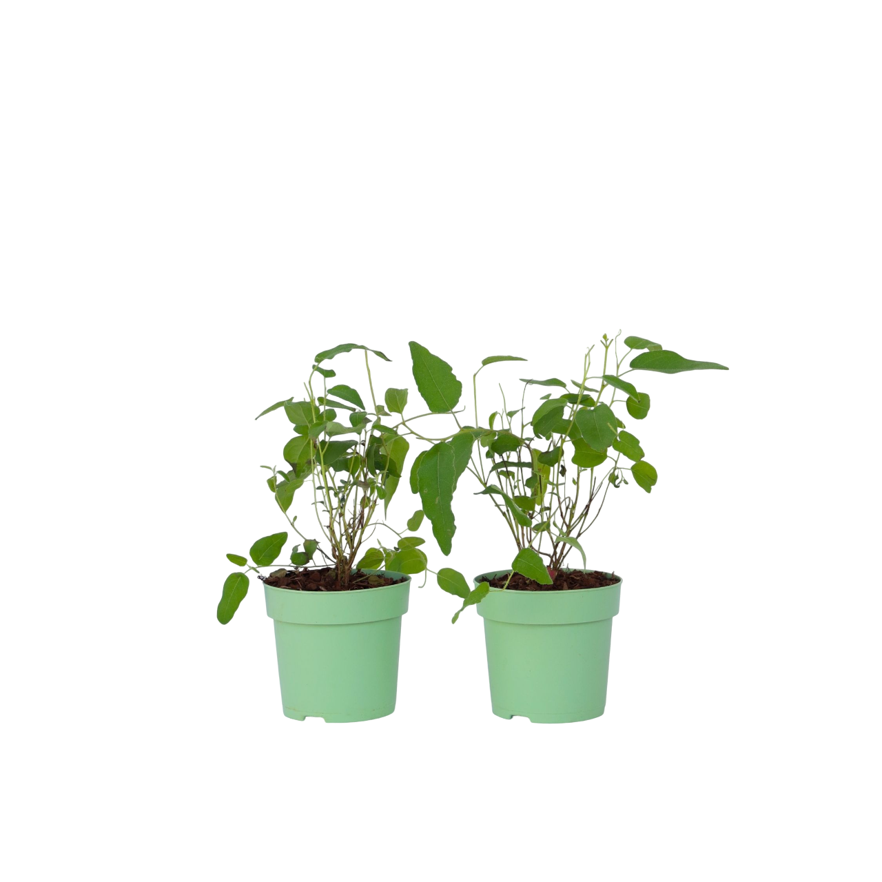 Eukalyptus - Sæt med 2 - Eucalyptus 'Citriodora'