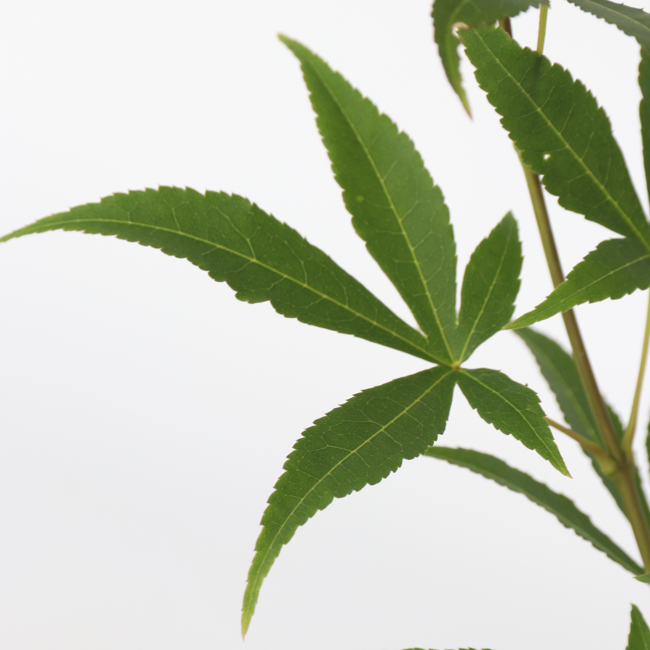 Japansk ahorn - Sæt med 2 - Acer palmatum 'Ukigumo'