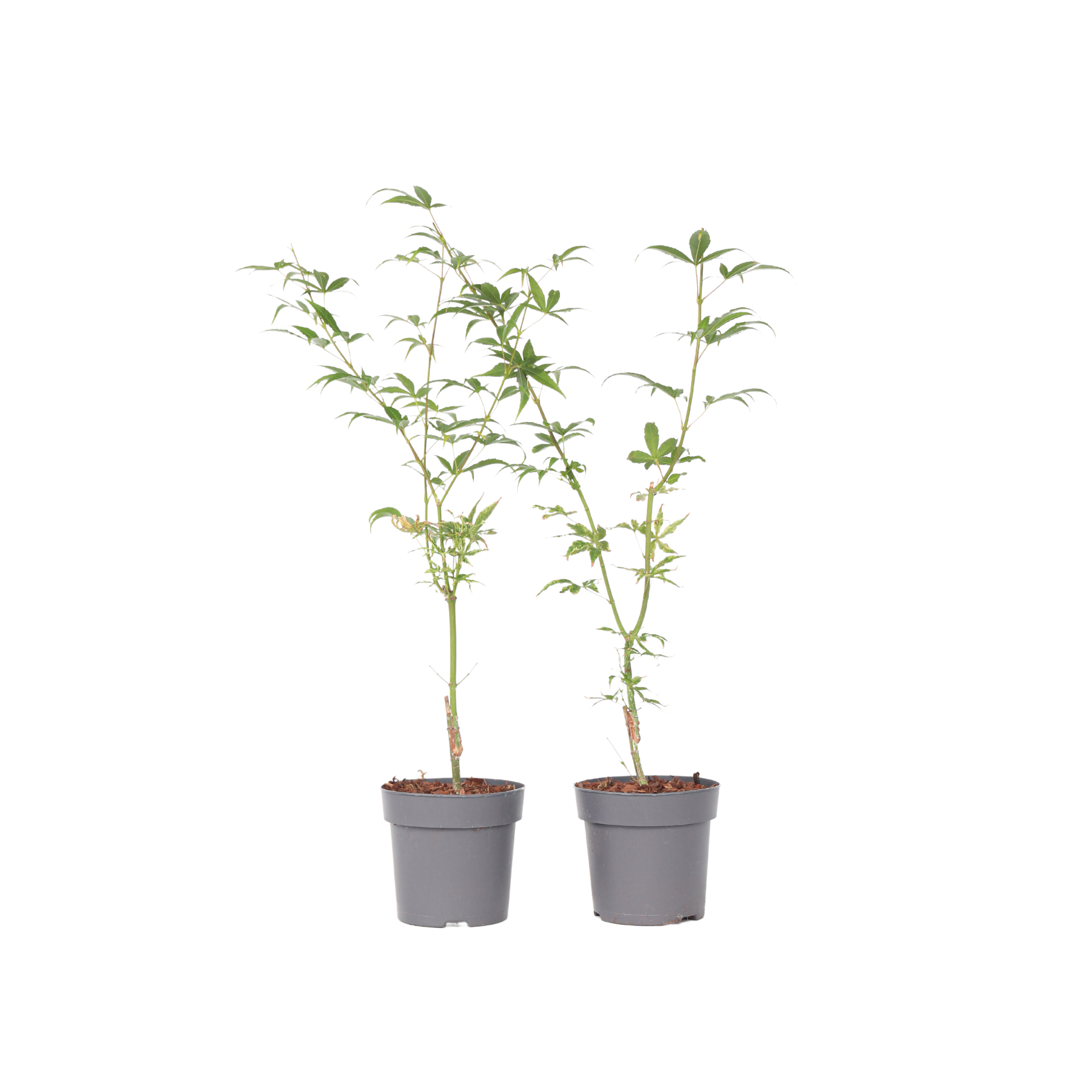 Japansk ahorn - Sæt med 2 - Acer palmatum 'Ukigumo'