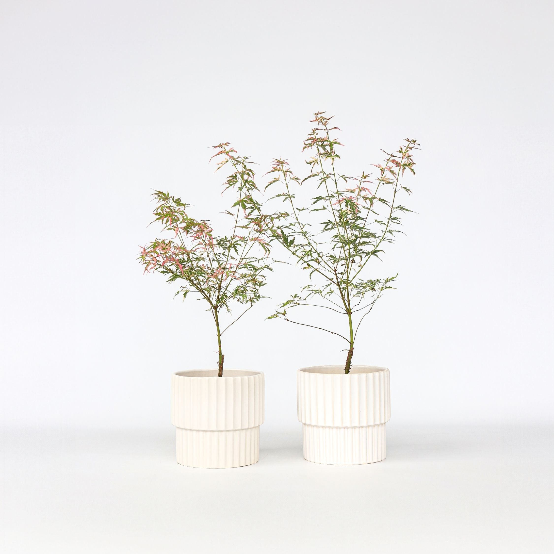 Japansk ahorn - Sæt med 2 - Acer Palmatum 'Taylor'