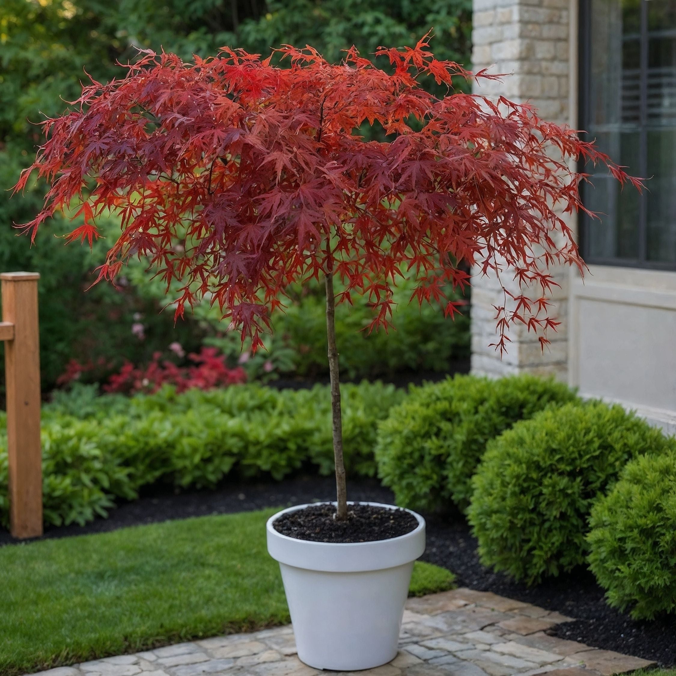 Japansk ahorn - Acer palmatum 'Garnet'