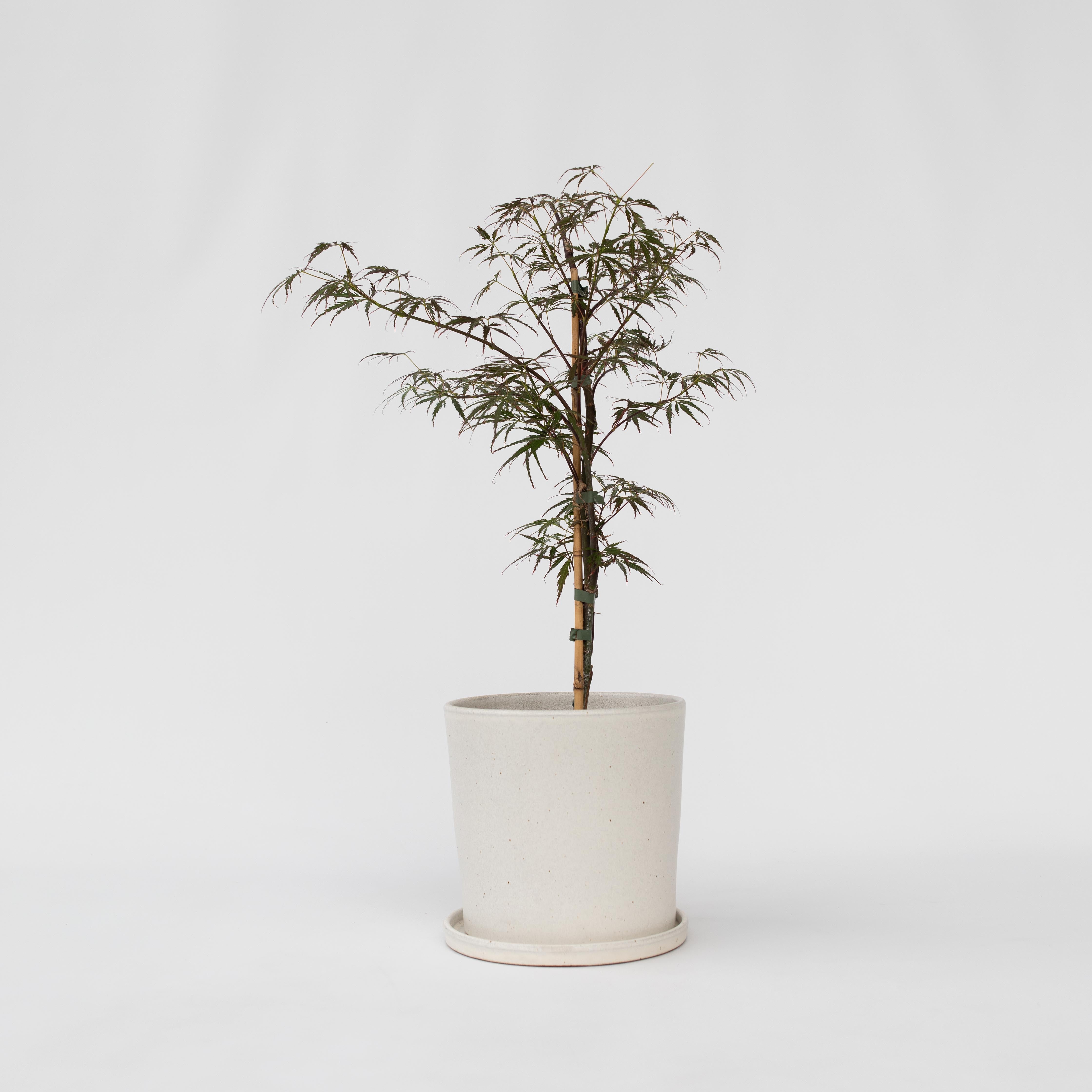 Japansk ahorn - Acer palmatum 'Garnet'