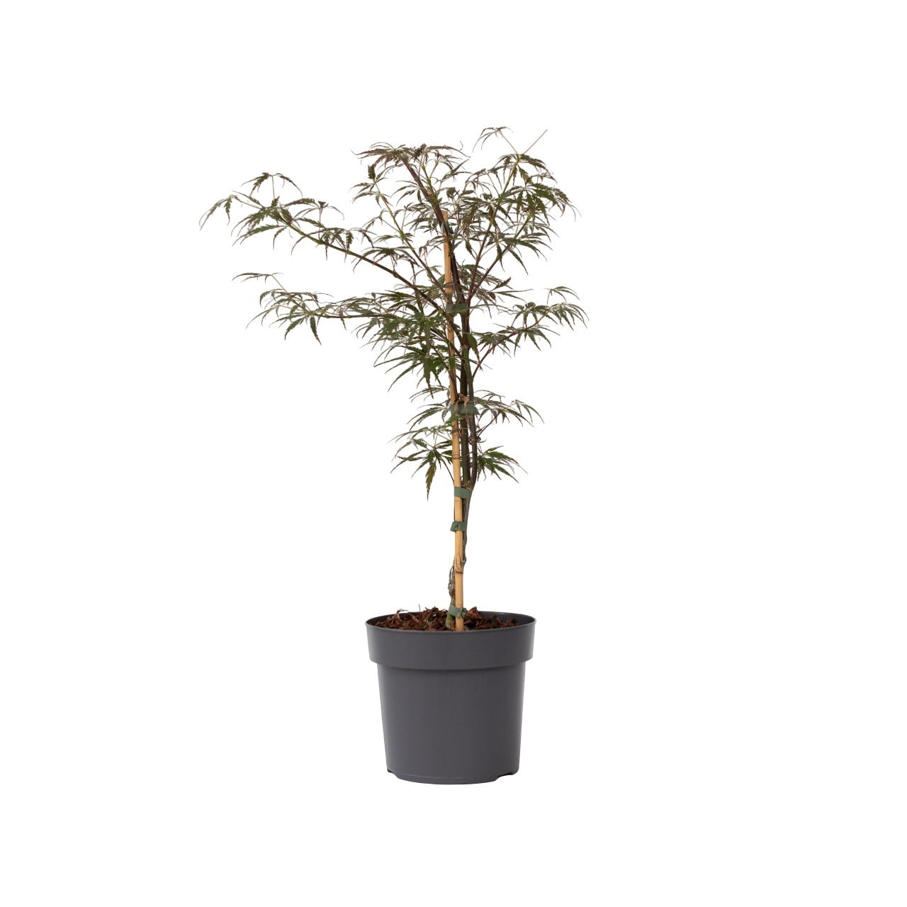 Japansk ahorn - Acer palmatum 'Garnet'