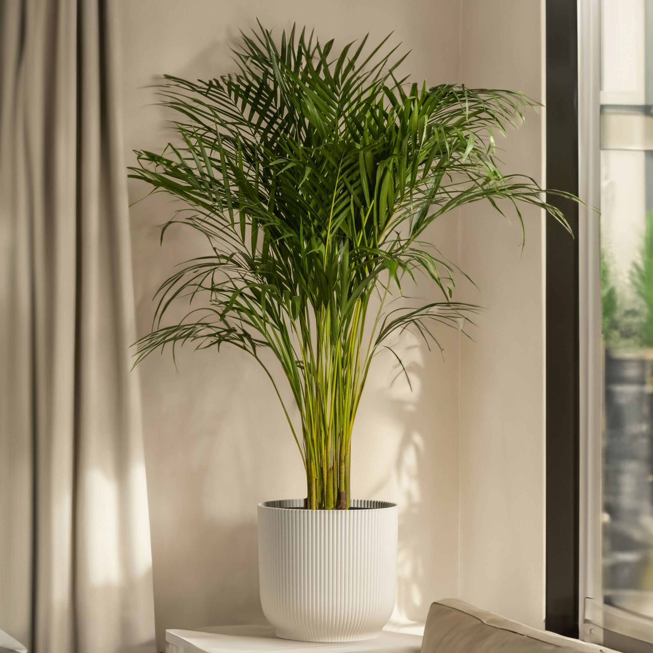 Bjergpalme - Chamaedorea elegans