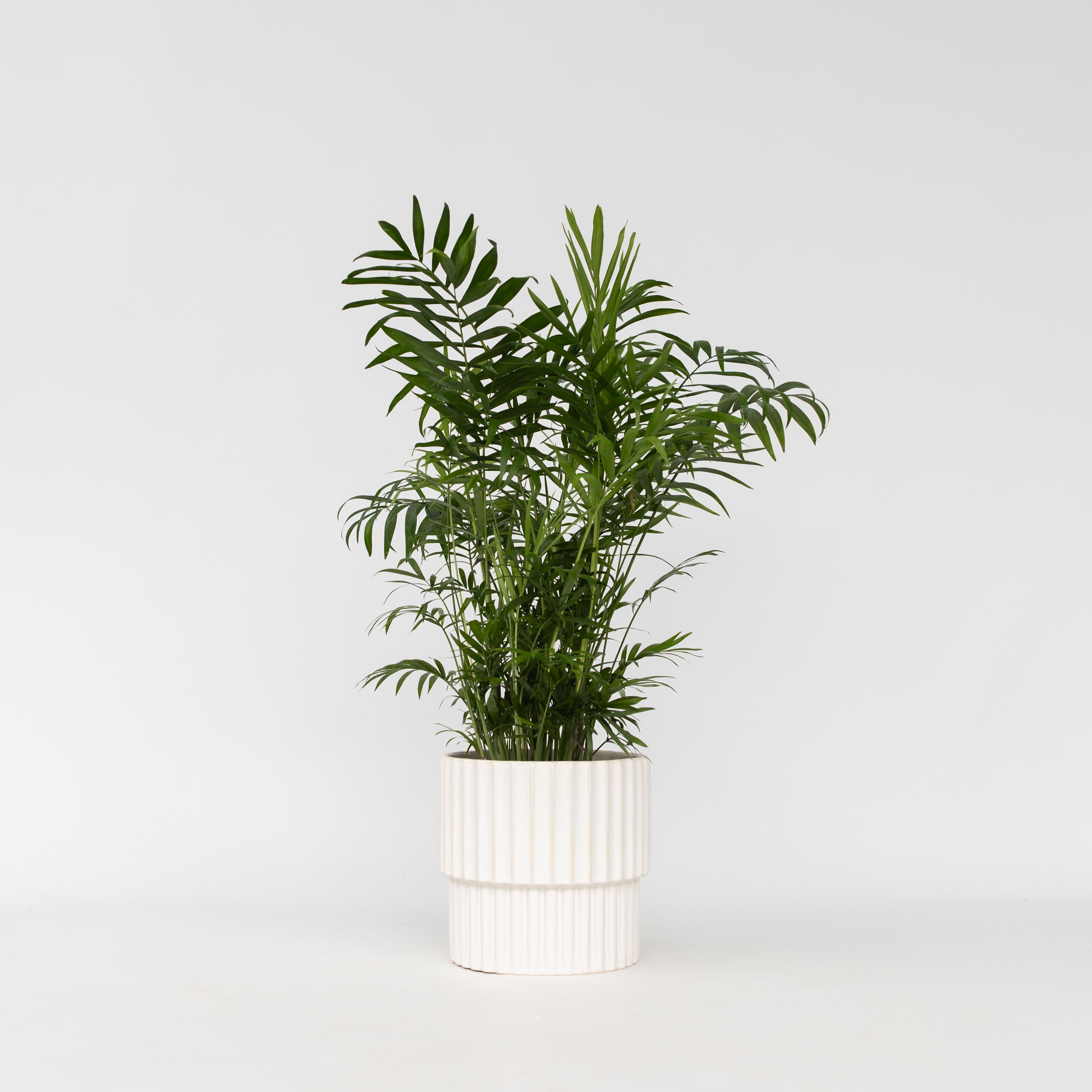 Bjergpalme - Chamaedorea elegans