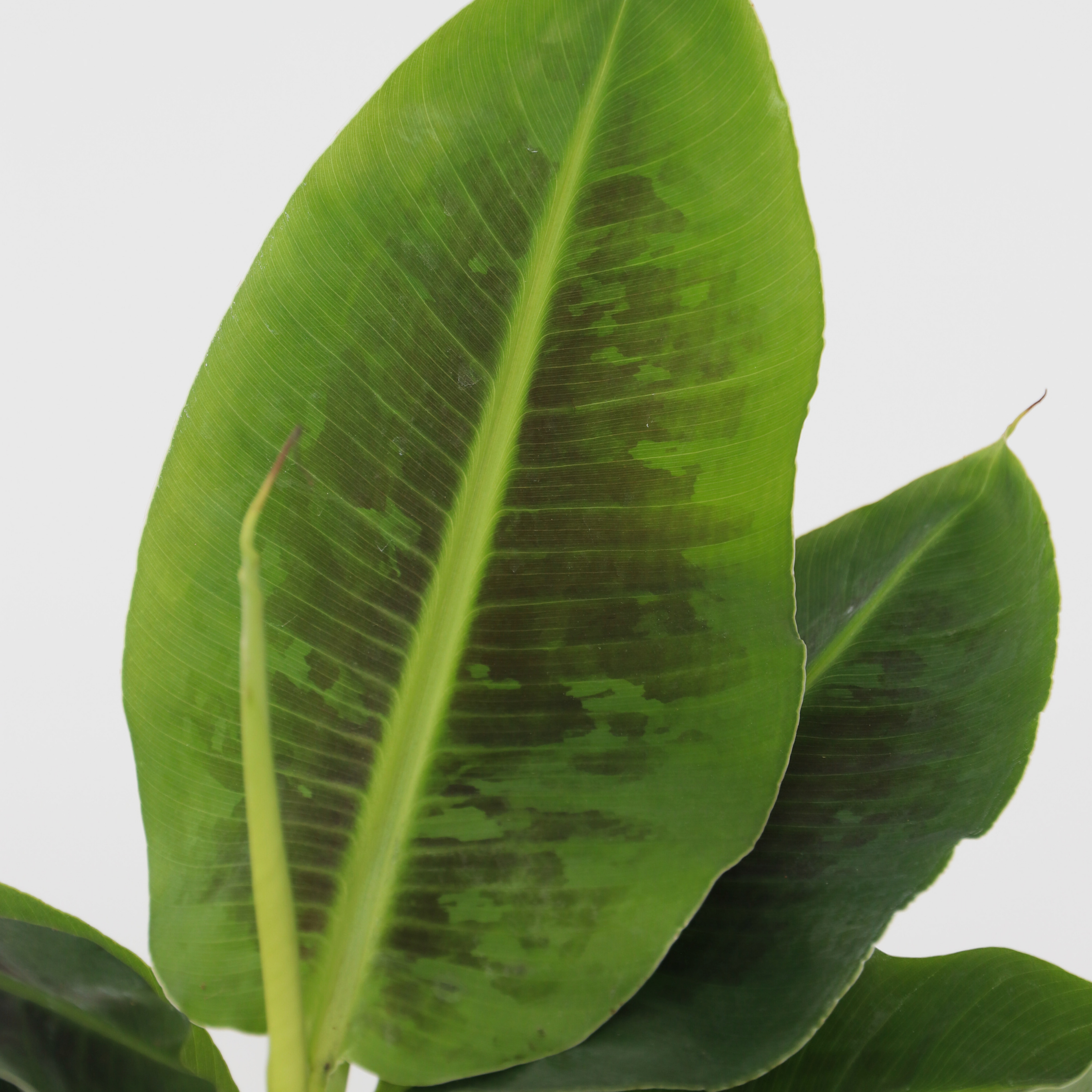 Bananpalme - Sæt med 2 - Musa 'Oriental Dwarf'