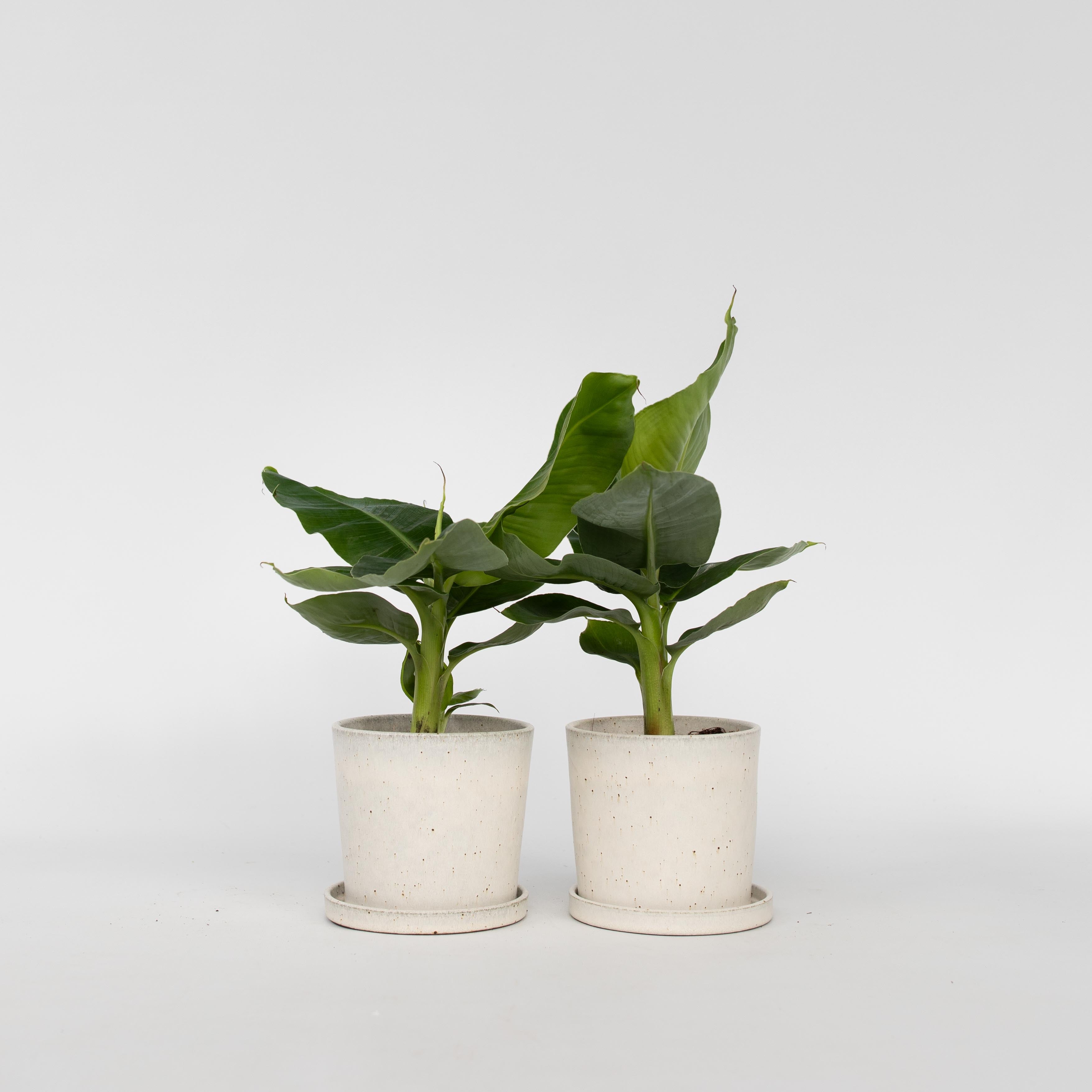 Bananpalme - Sæt med 2 - Musa 'Oriental Dwarf'