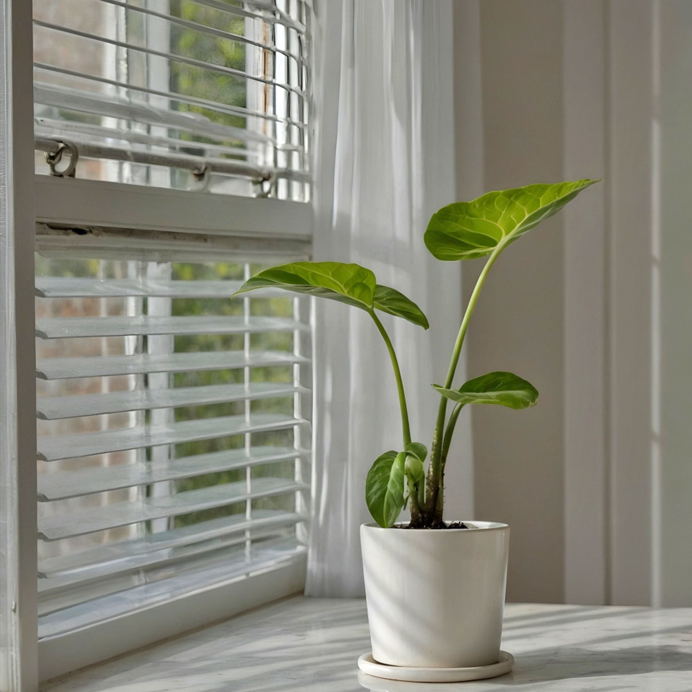 Elefantøre - Alocasia 'Macrorrhizos'