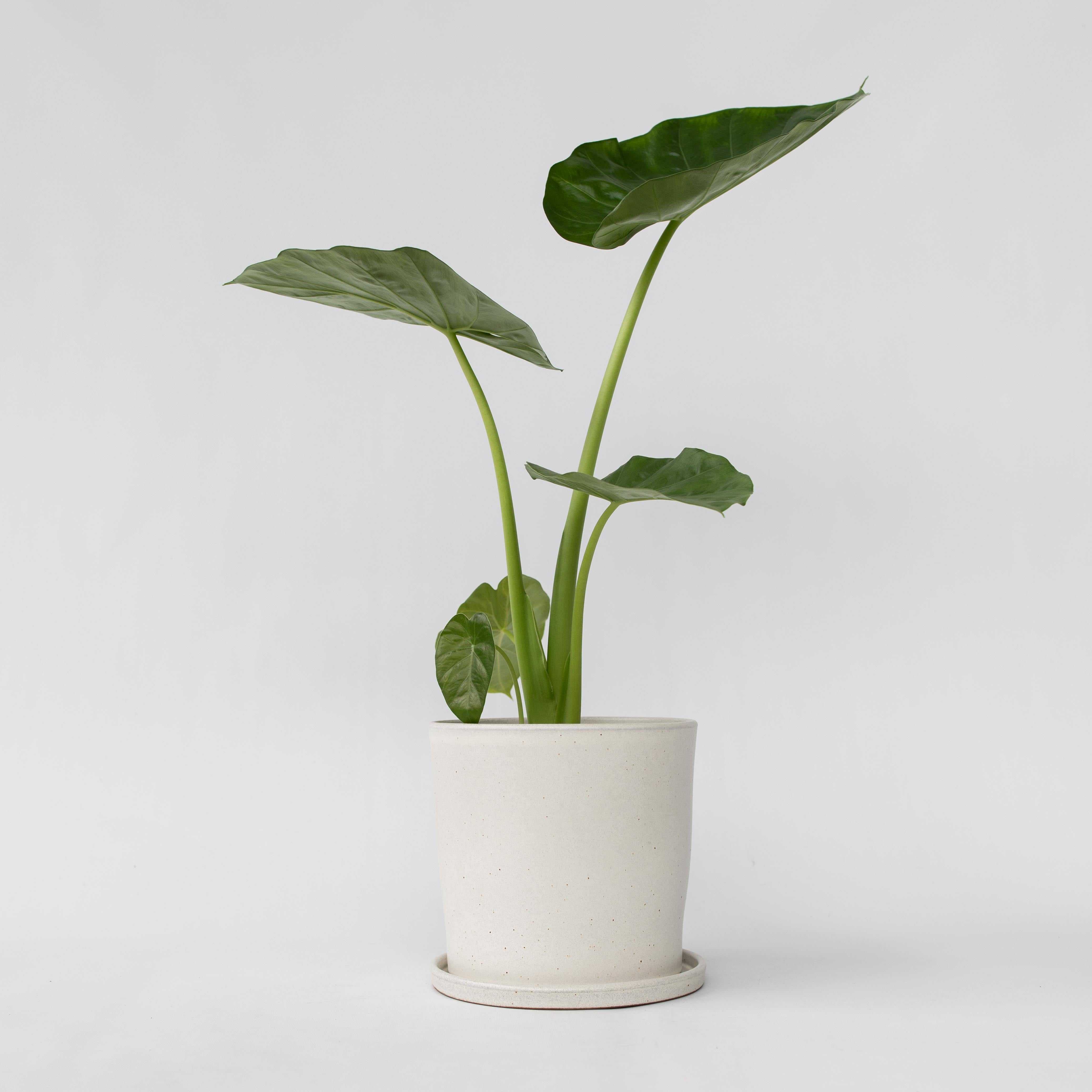 Elefantøre - Alocasia 'Macrorrhizos'
