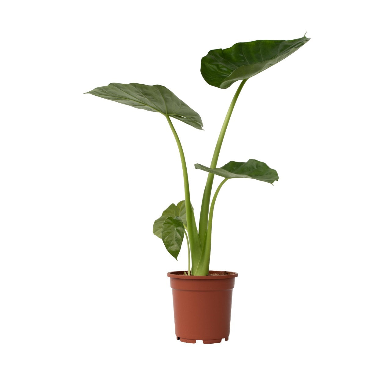 Elefantøre - Alocasia 'Macrorrhizos'