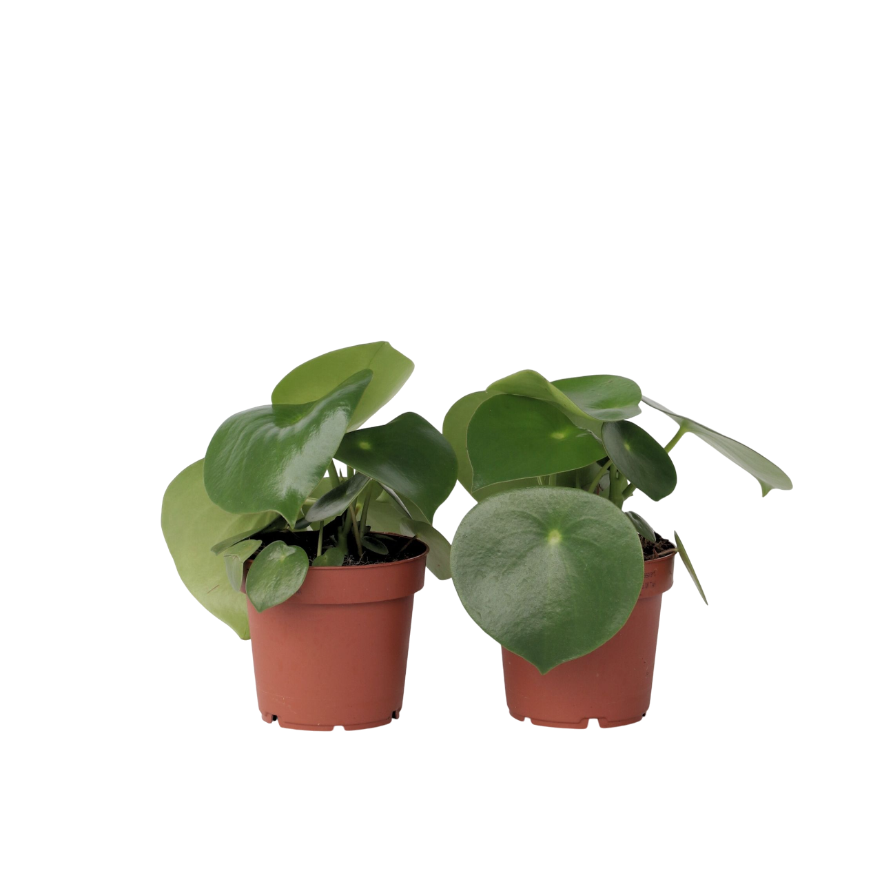 Radiatorplante - Sæt med 2 - Peperomia polybotrya
