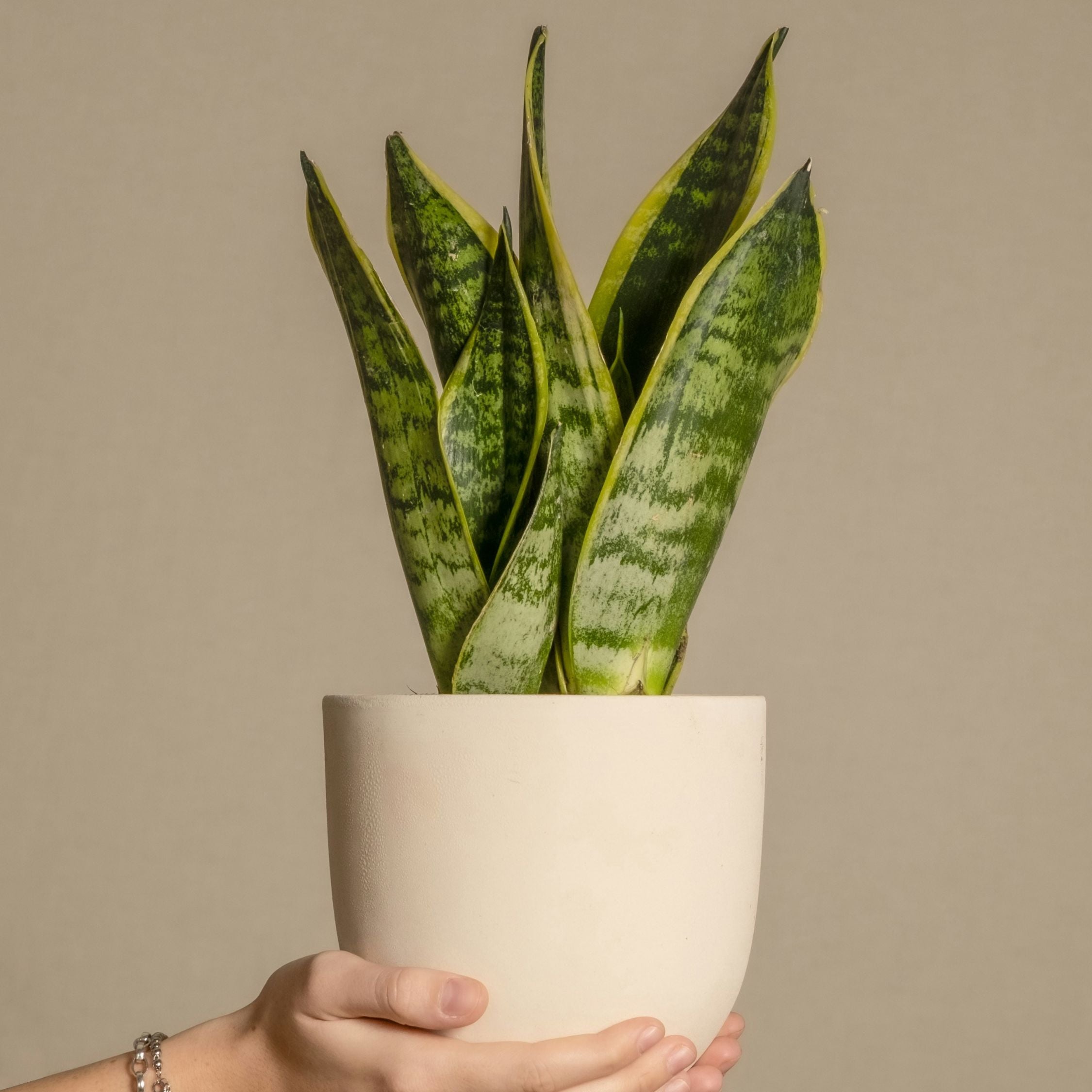 Bajonetplante - Sæt med 2 - Sansevieria 'Futura Superba'
