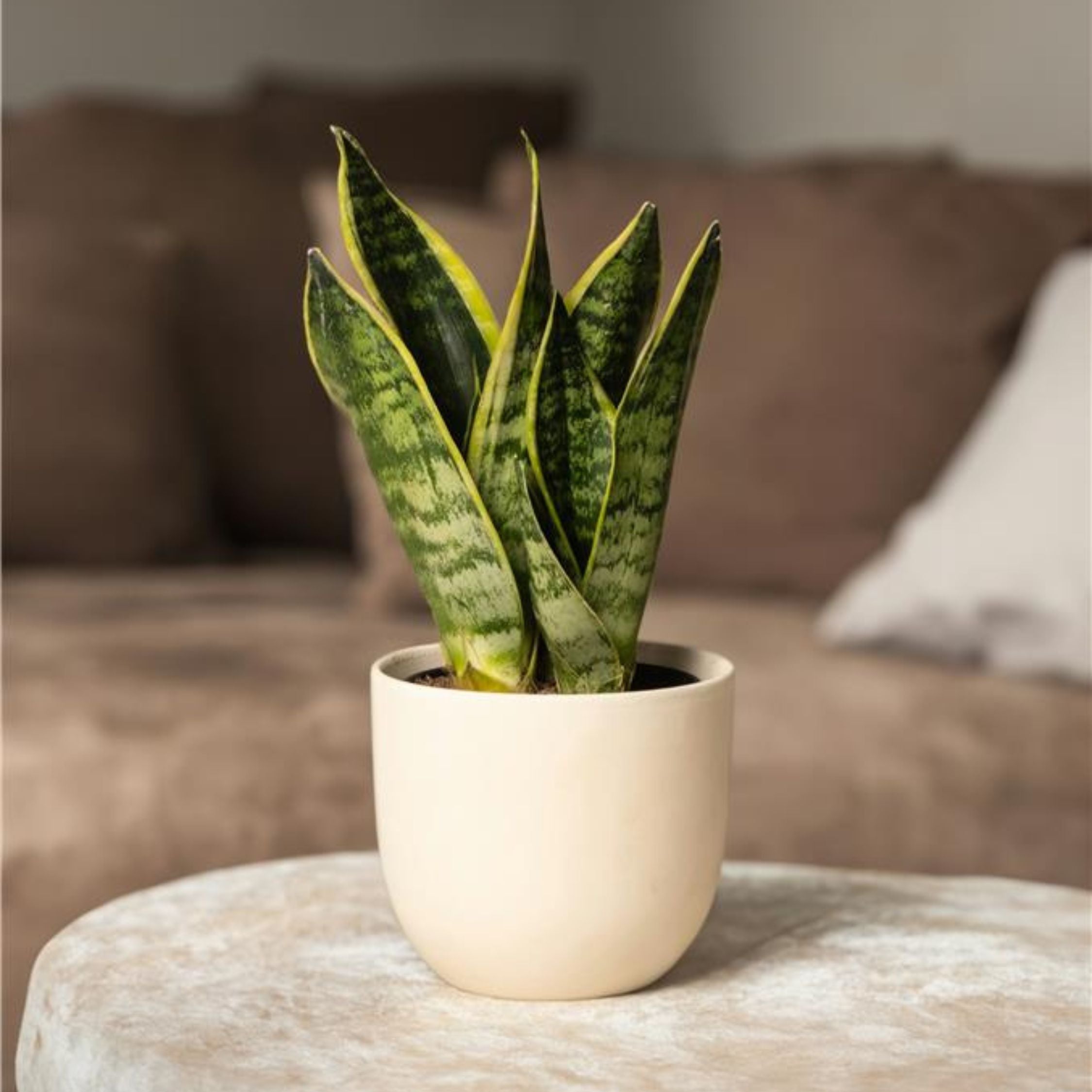 Bajonetplante - Sæt med 2 - Sansevieria 'Futura Superba'