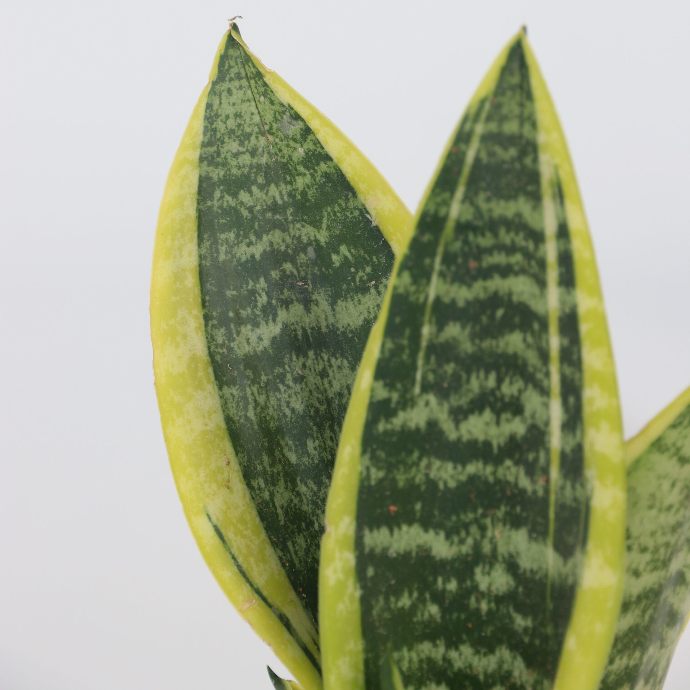 Bajonetplante - Sæt med 2 - Sansevieria 'Futura Superba'