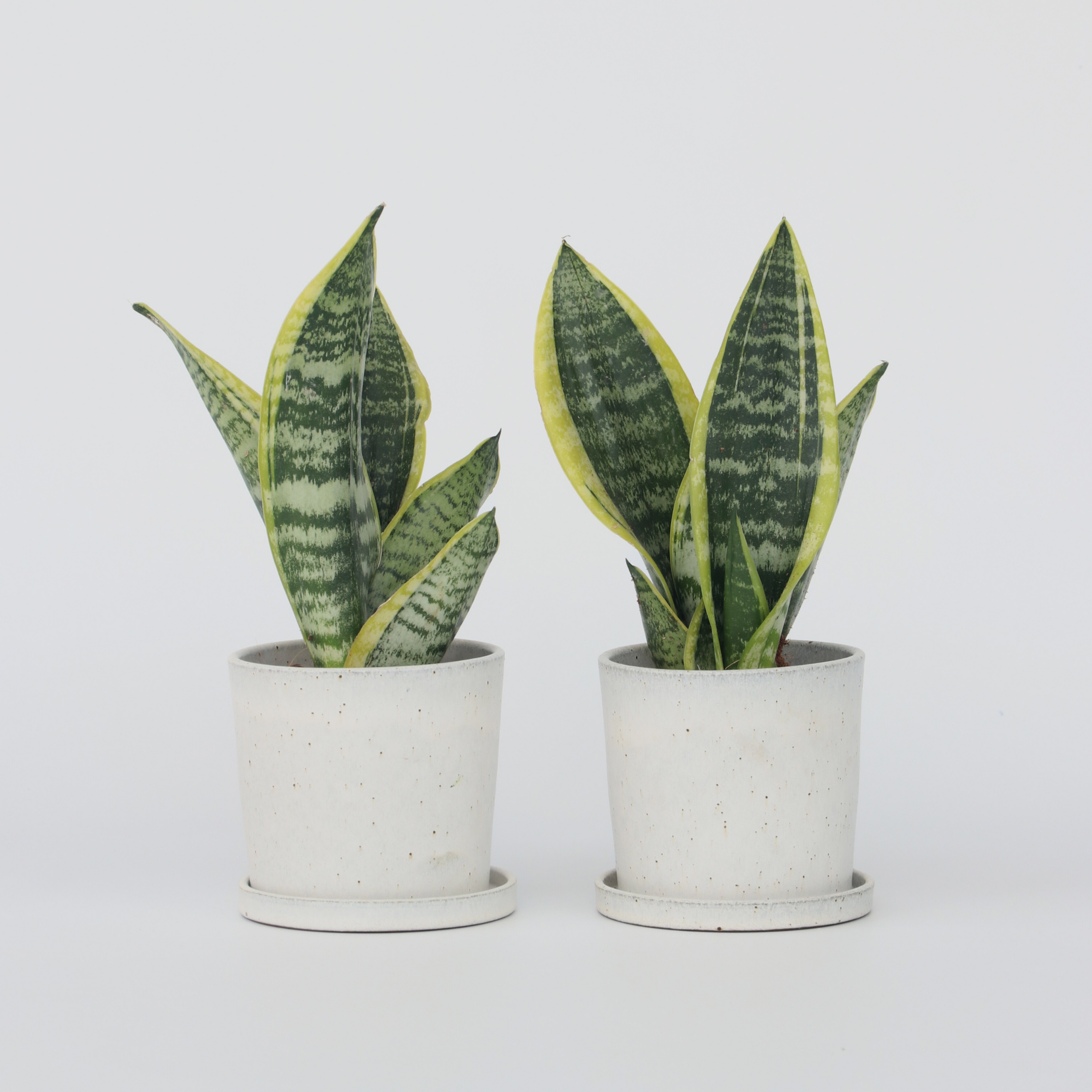 Bajonetplante - Sæt med 2 - Sansevieria 'Futura Superba'