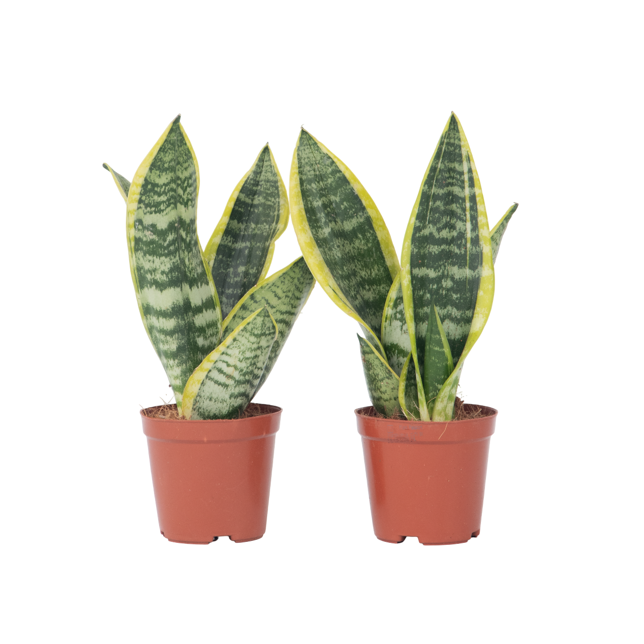 Bajonetplante - Sæt med 2 - Sansevieria 'Futura Superba'
