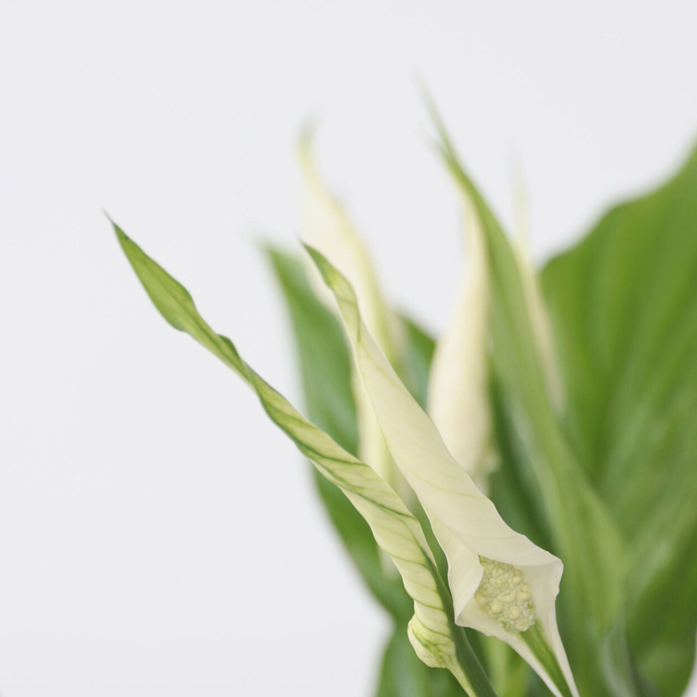 Fredslilje - Sæt med 2 - Spathiphyllum 'Torelli'