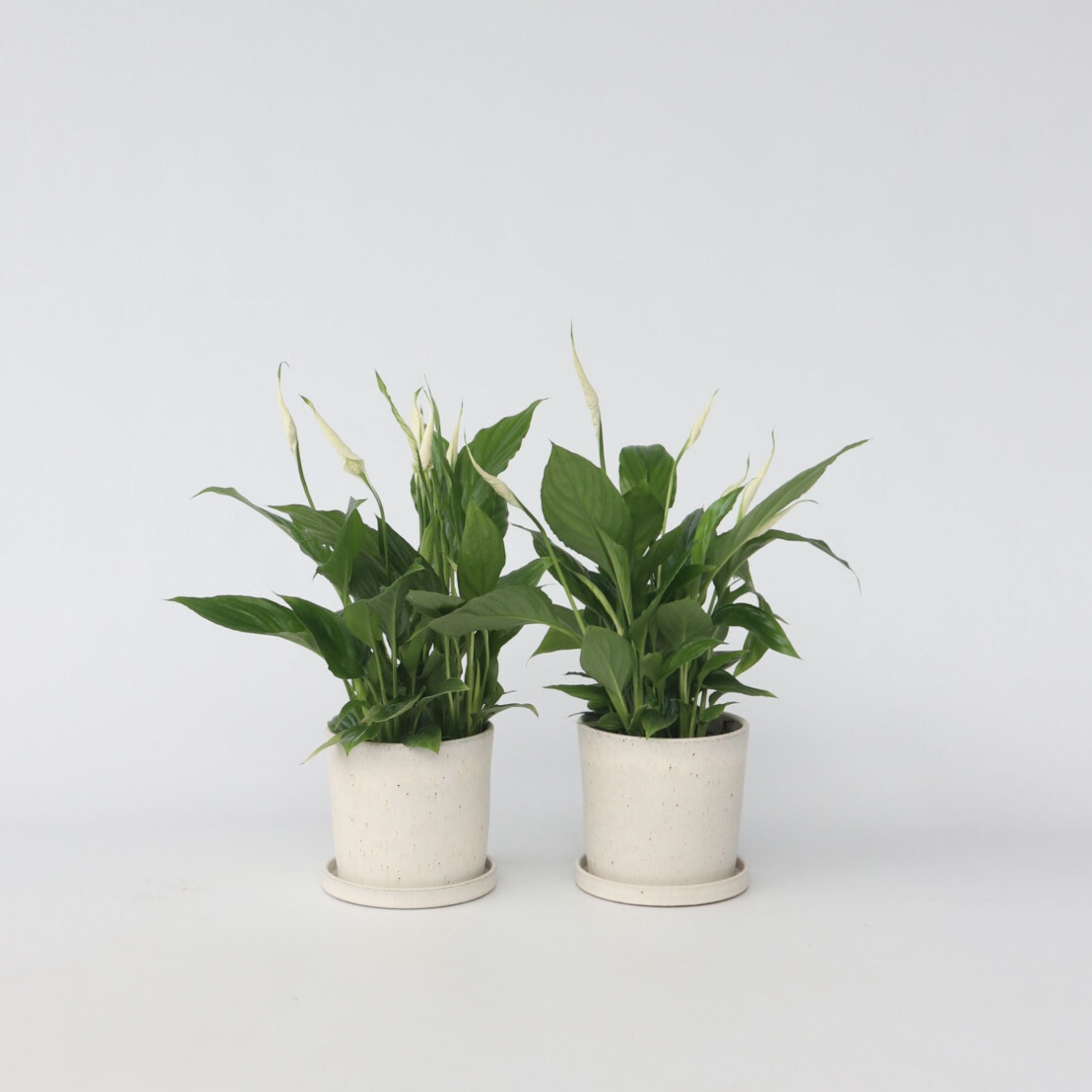 Fredslilje - Sæt med 2 - Spathiphyllum 'Torelli'