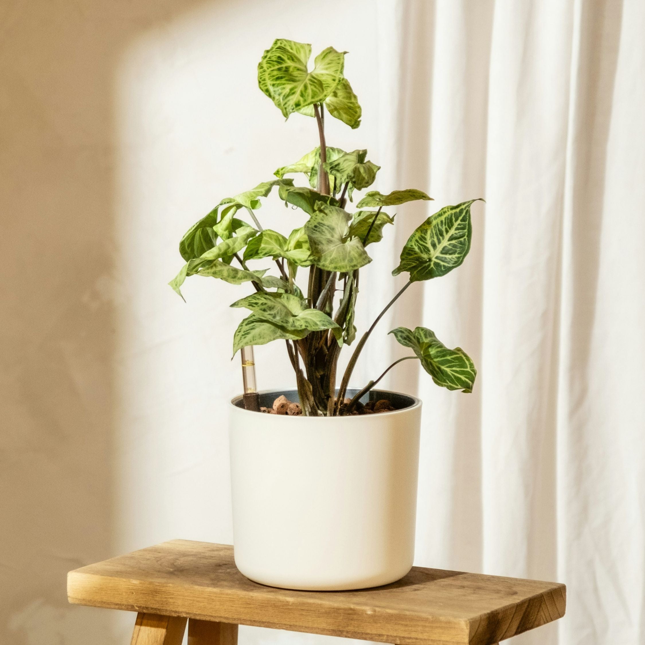 Gåsefod - Sæt med 2 - Syngonium podophyllum 'Pixie'