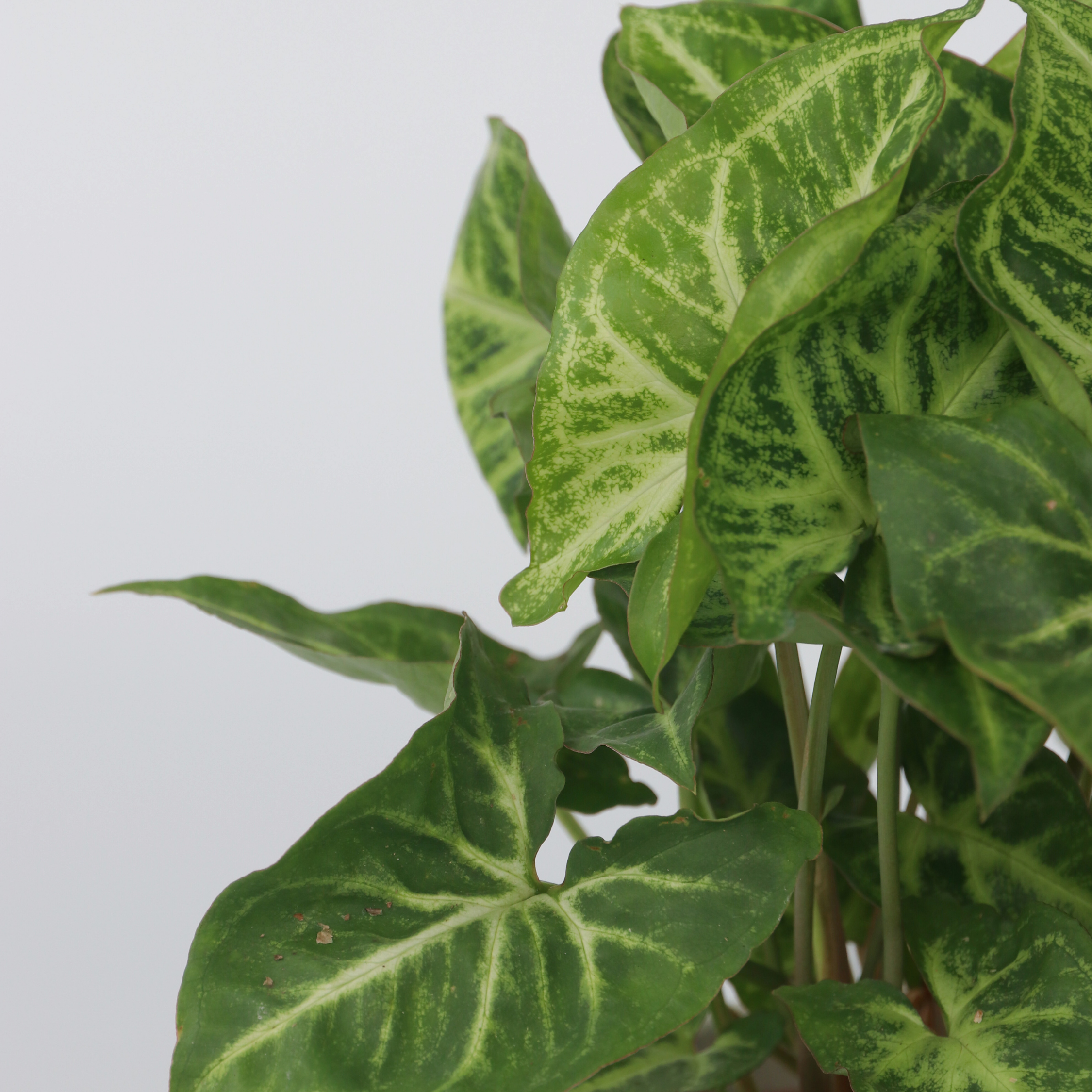 Gåsefod - Sæt med 2 - Syngonium podophyllum 'Pixie'