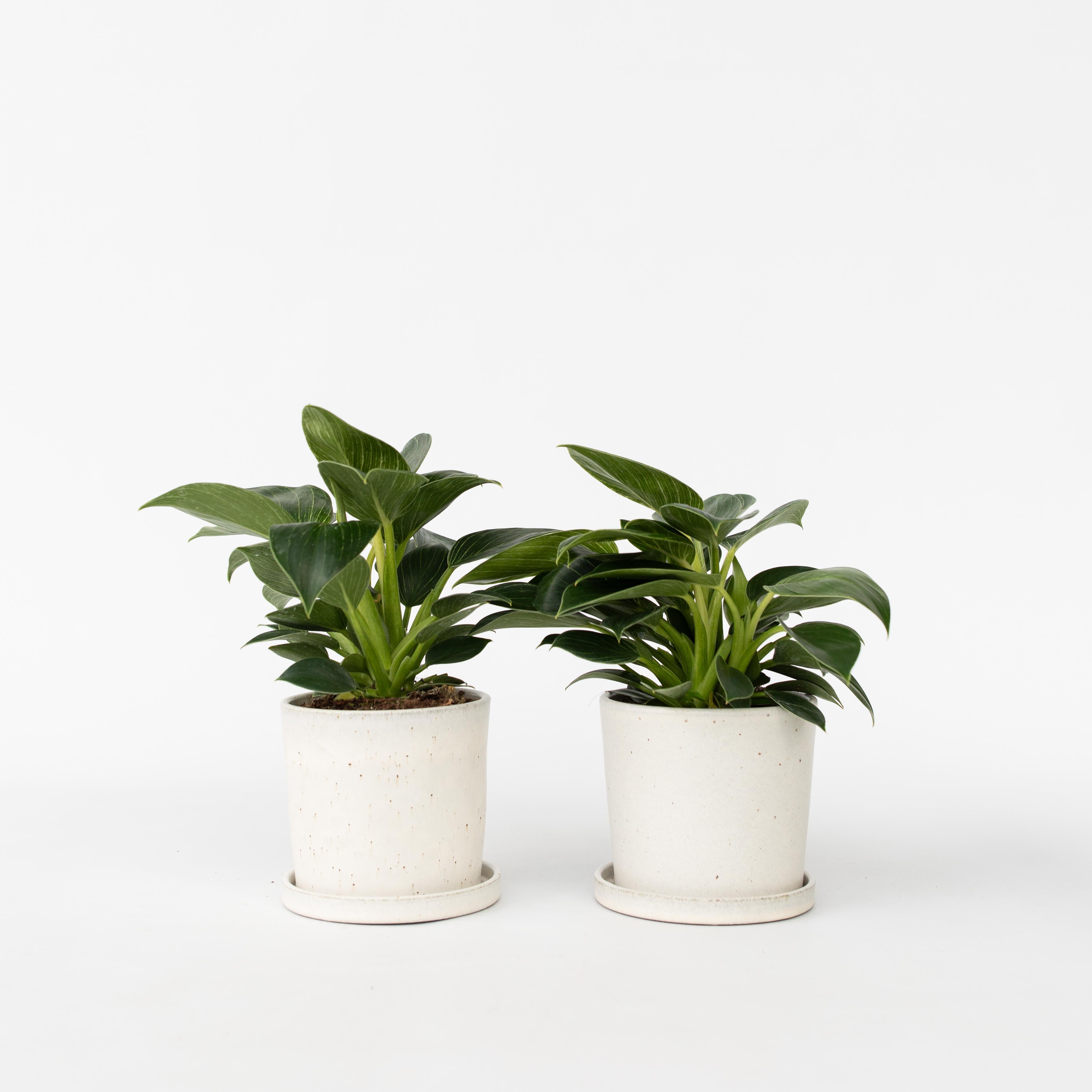 Filodendron - Sæt med 2 - Philodendron 'White Wave'