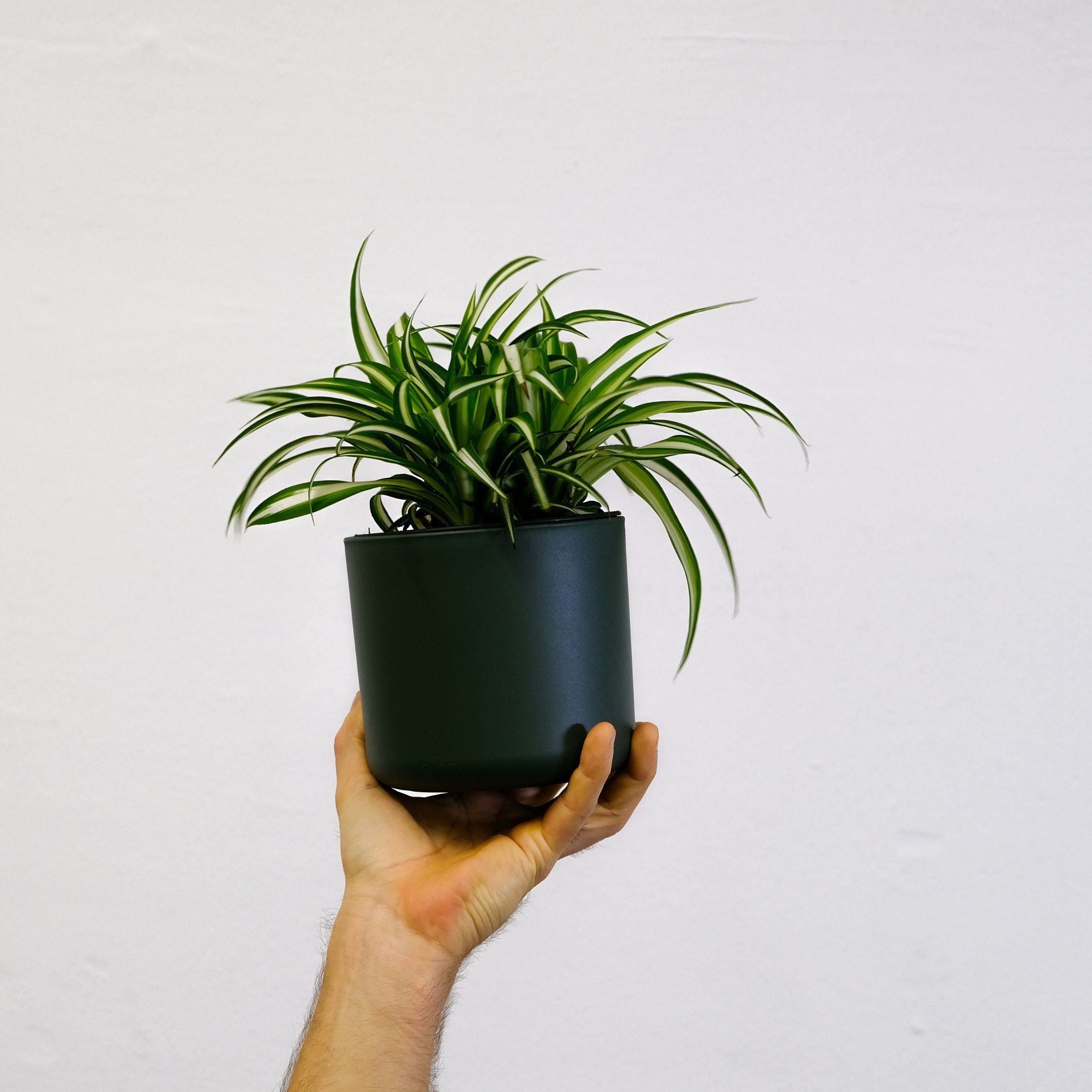 Klorofytum - Sæt med 3 - Chlorophytum comosum 'Atlantic'