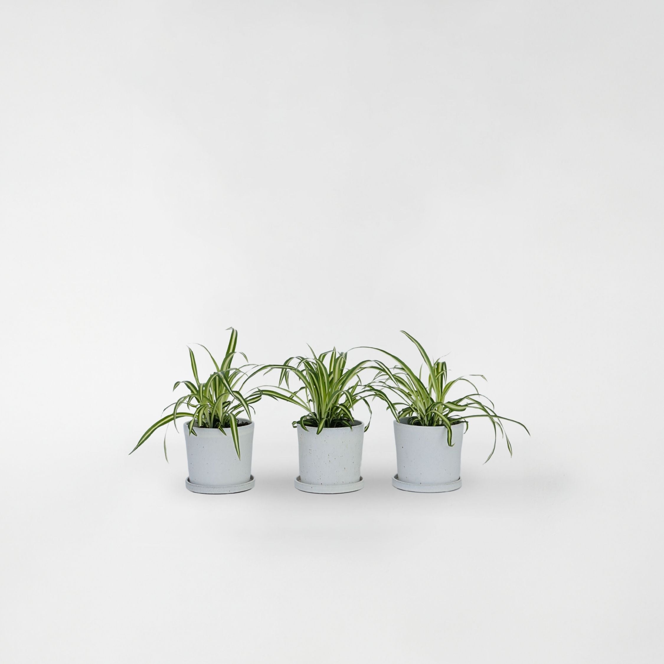 Klorofytum - Sæt med 3 - Chlorophytum comosum 'Atlantic'